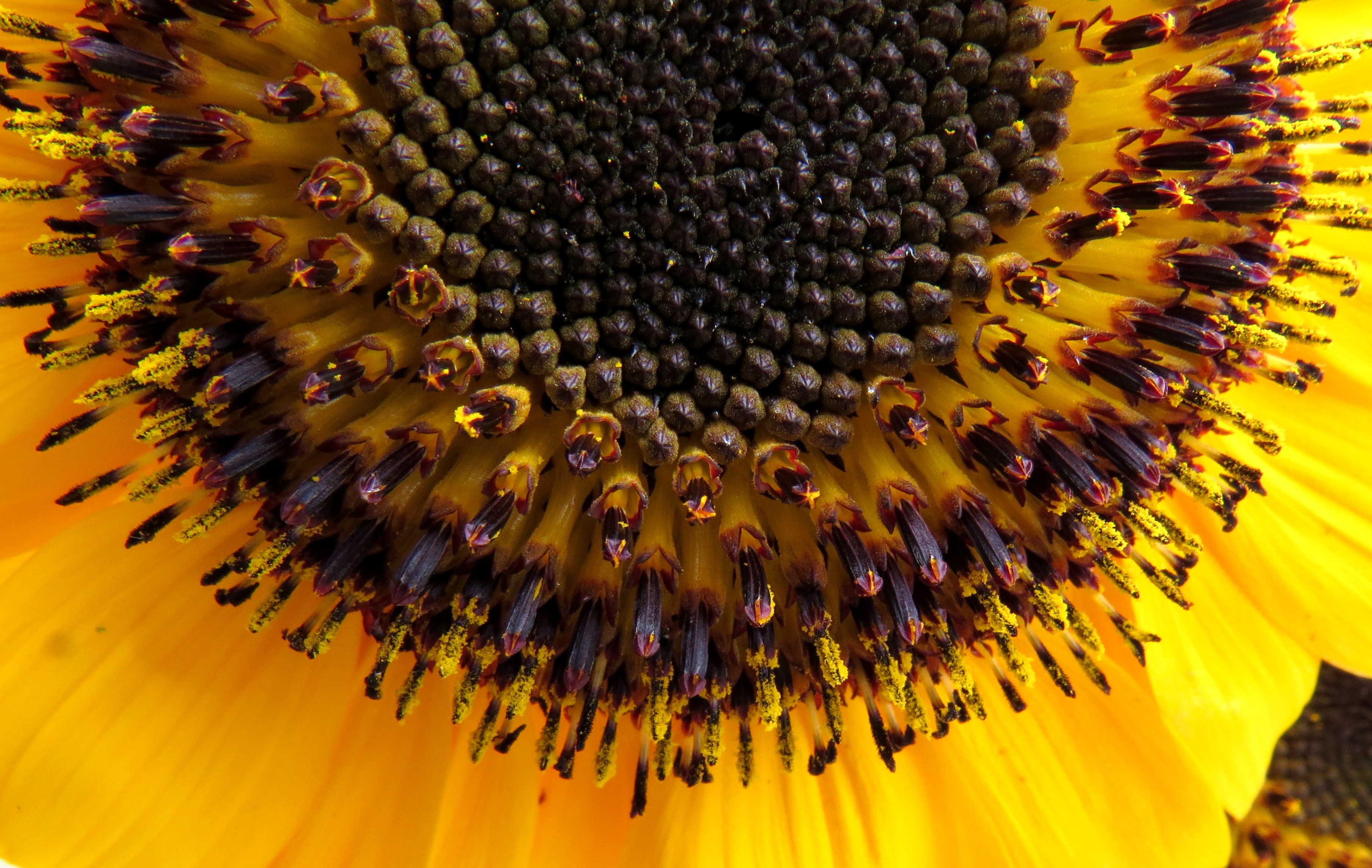 Girasol (Helianthus annuus) - Flickr - Alejandro Bayer (6)