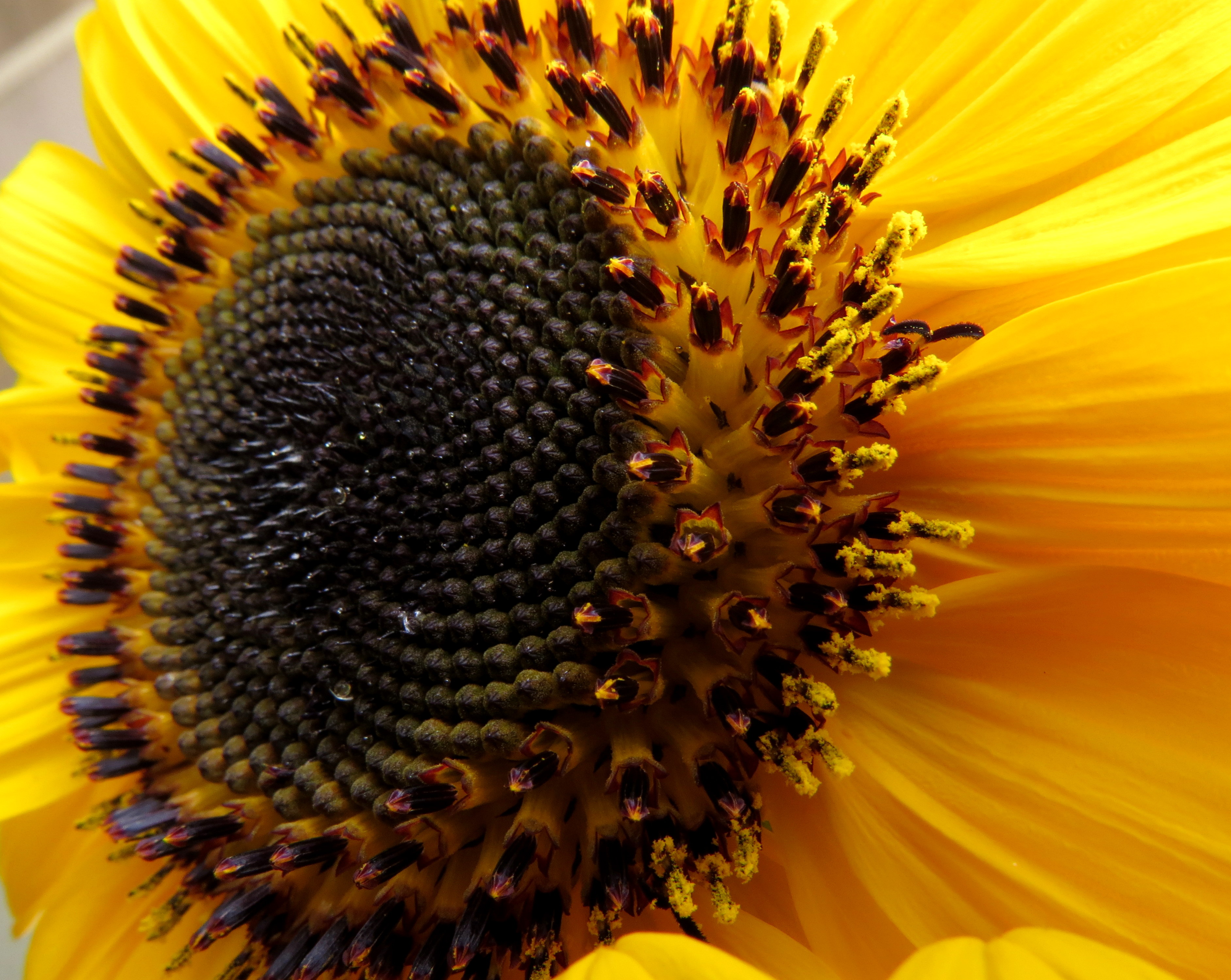 Girasol (Helianthus annuus) - Flickr - Alejandro Bayer (7)