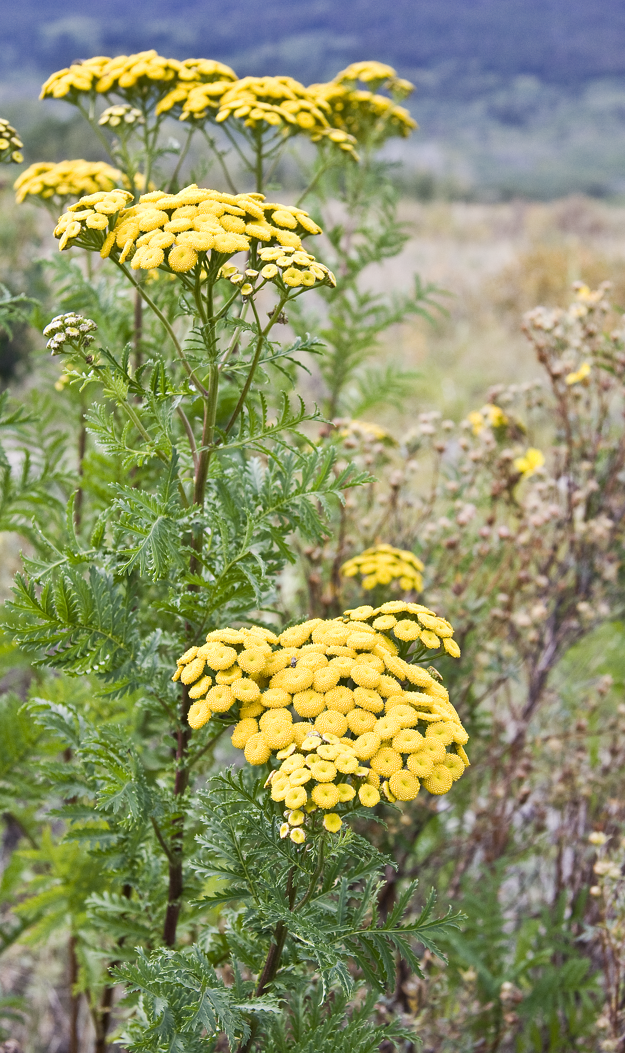 Glacier flora2
