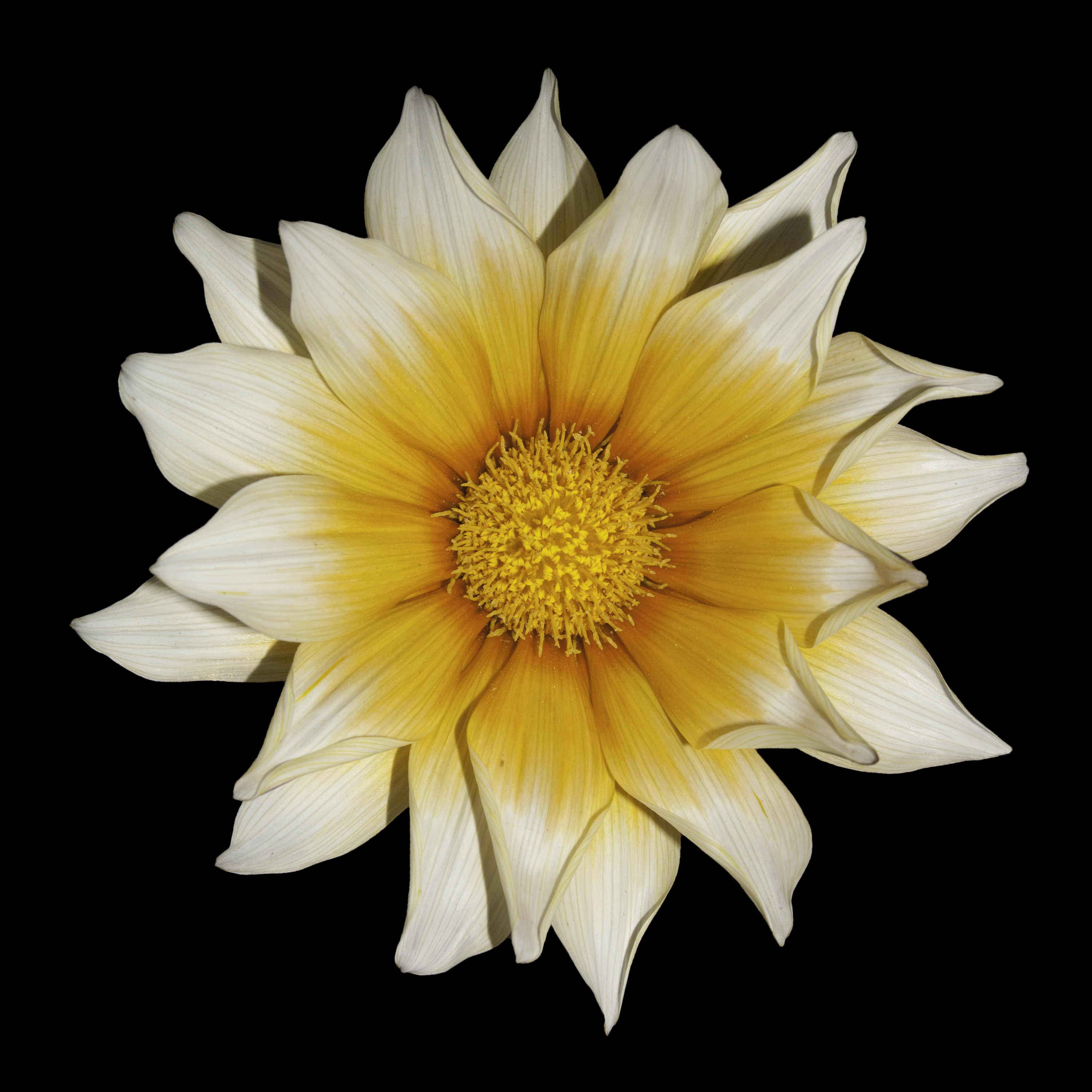 Glebionis coronarium Margarita (17715006869)