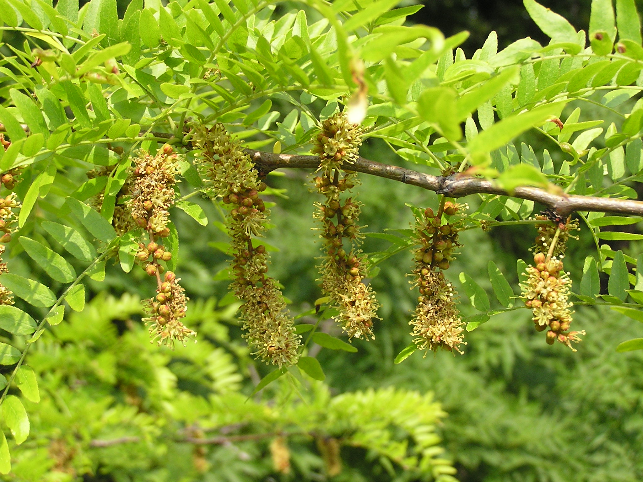 Gleditsia triacanthos in Donetsk 2