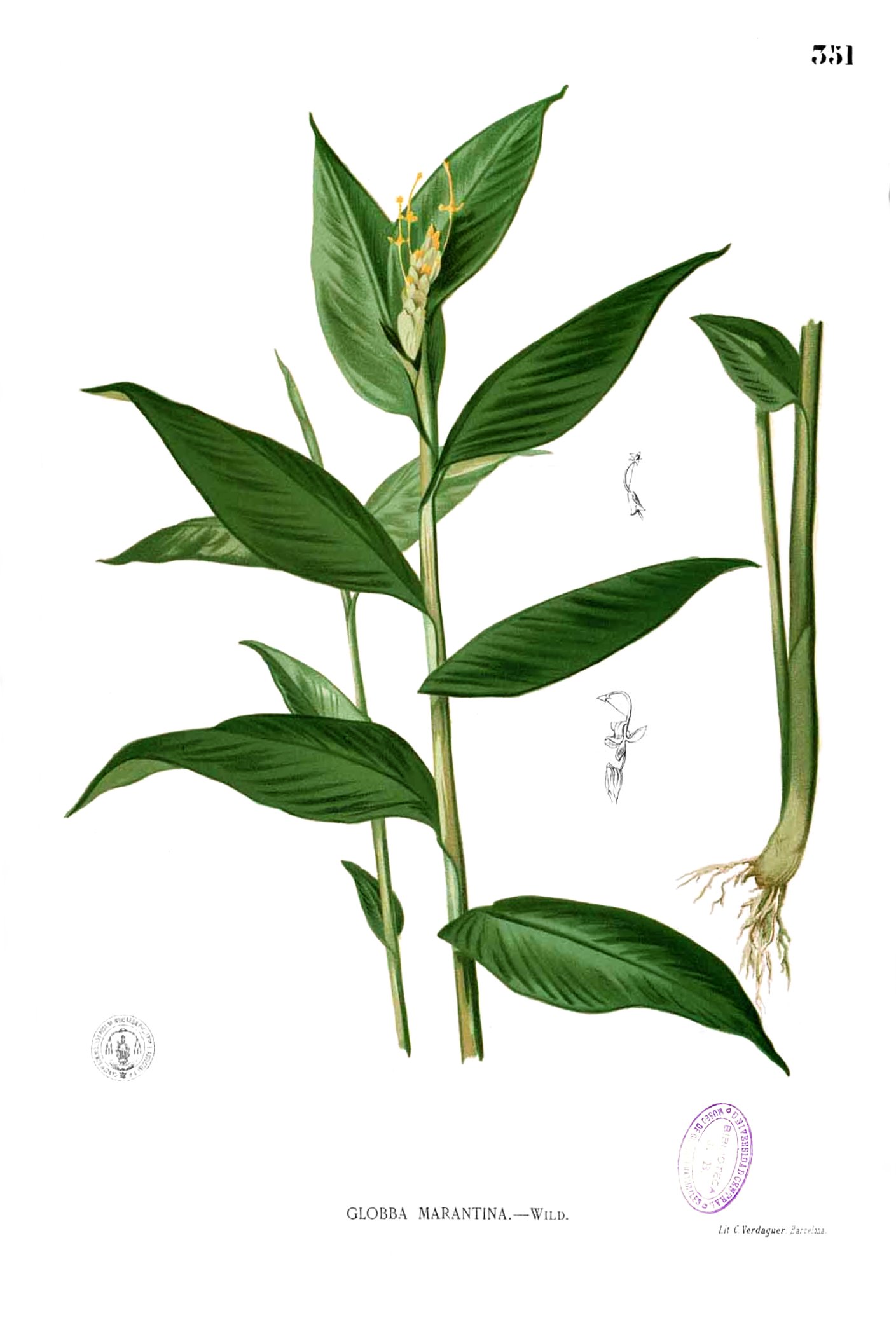 Globba marantina Blanco2.351