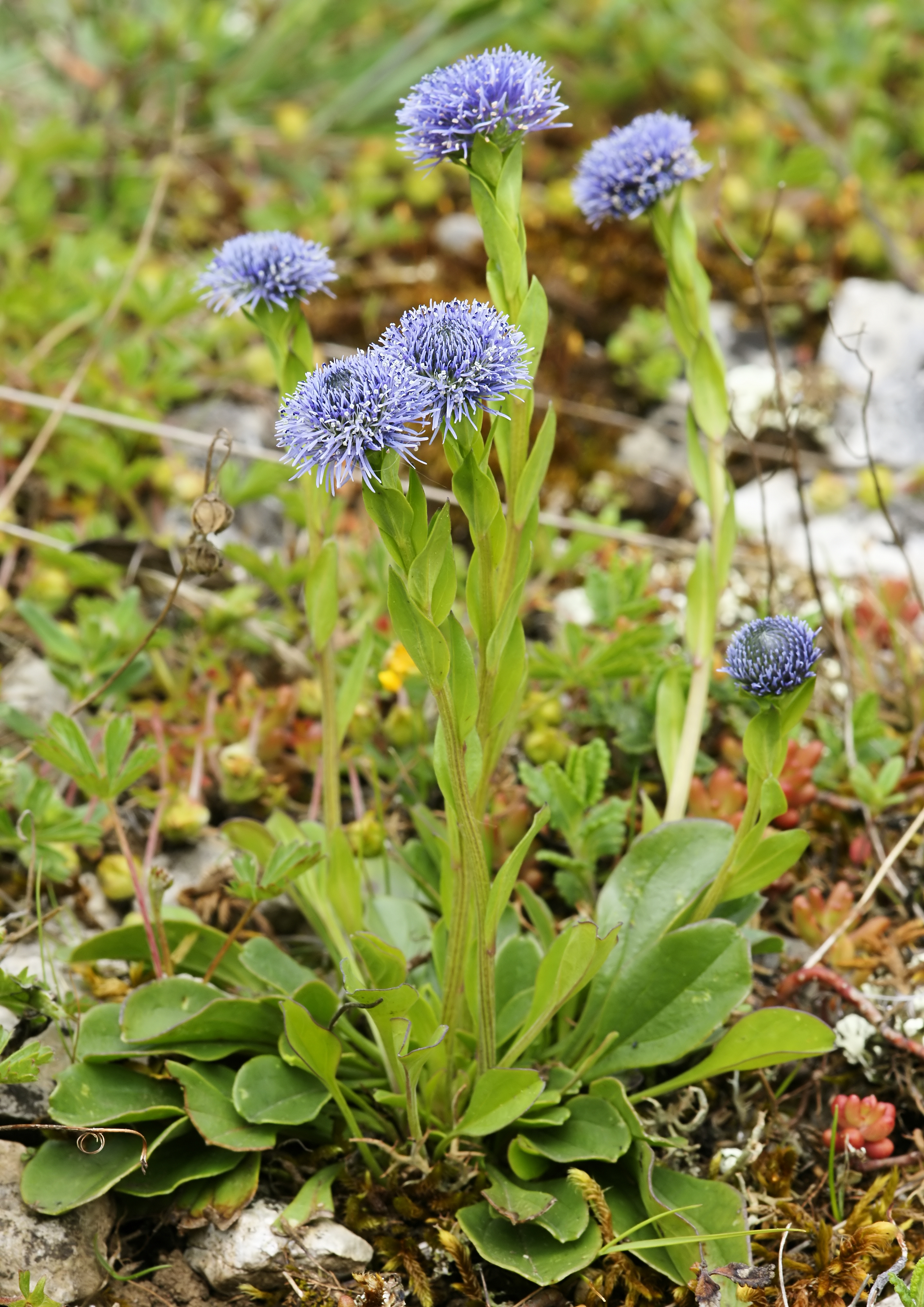 Globularia punctata (habitus)
