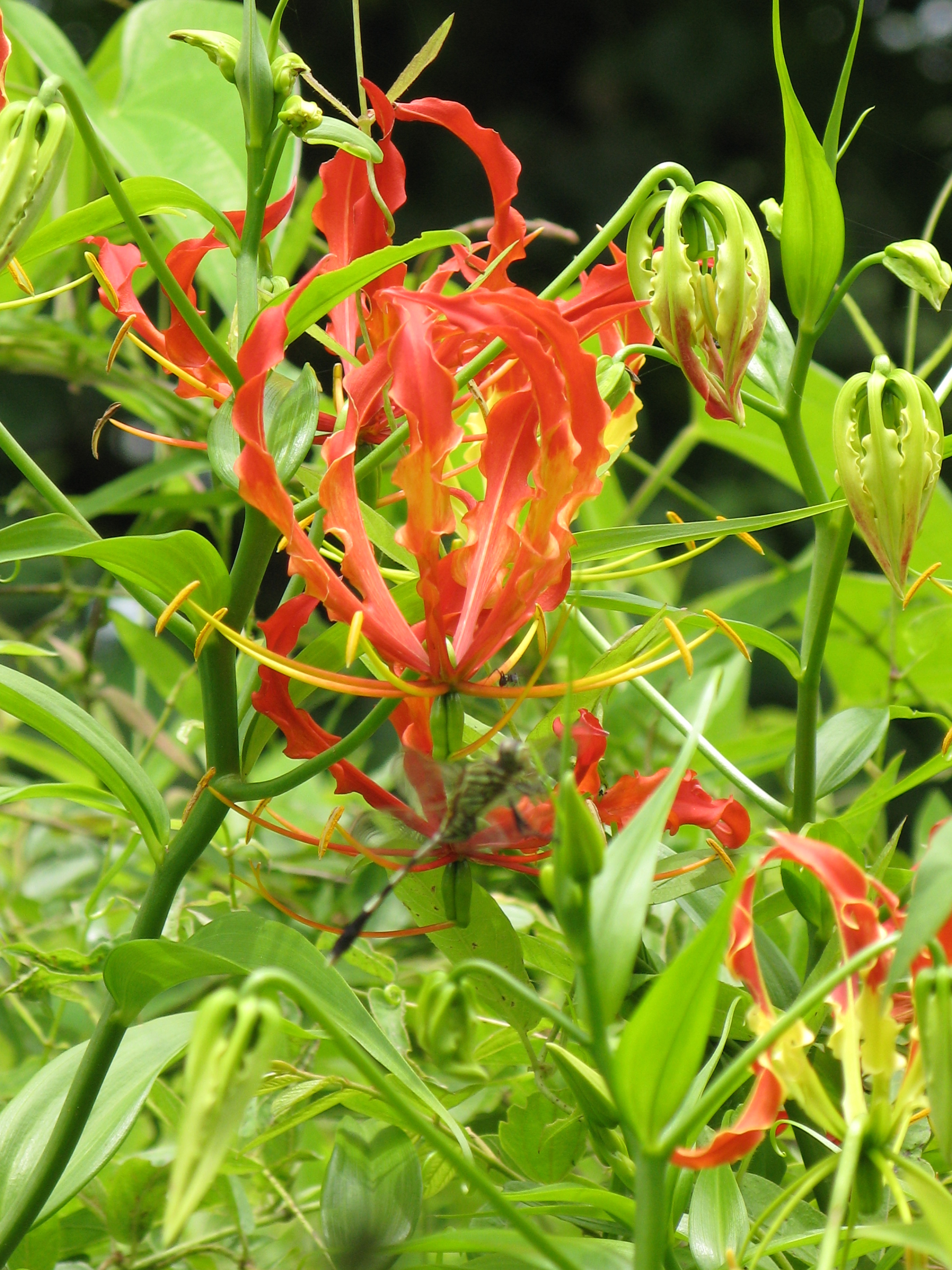 Gloriosa superba01