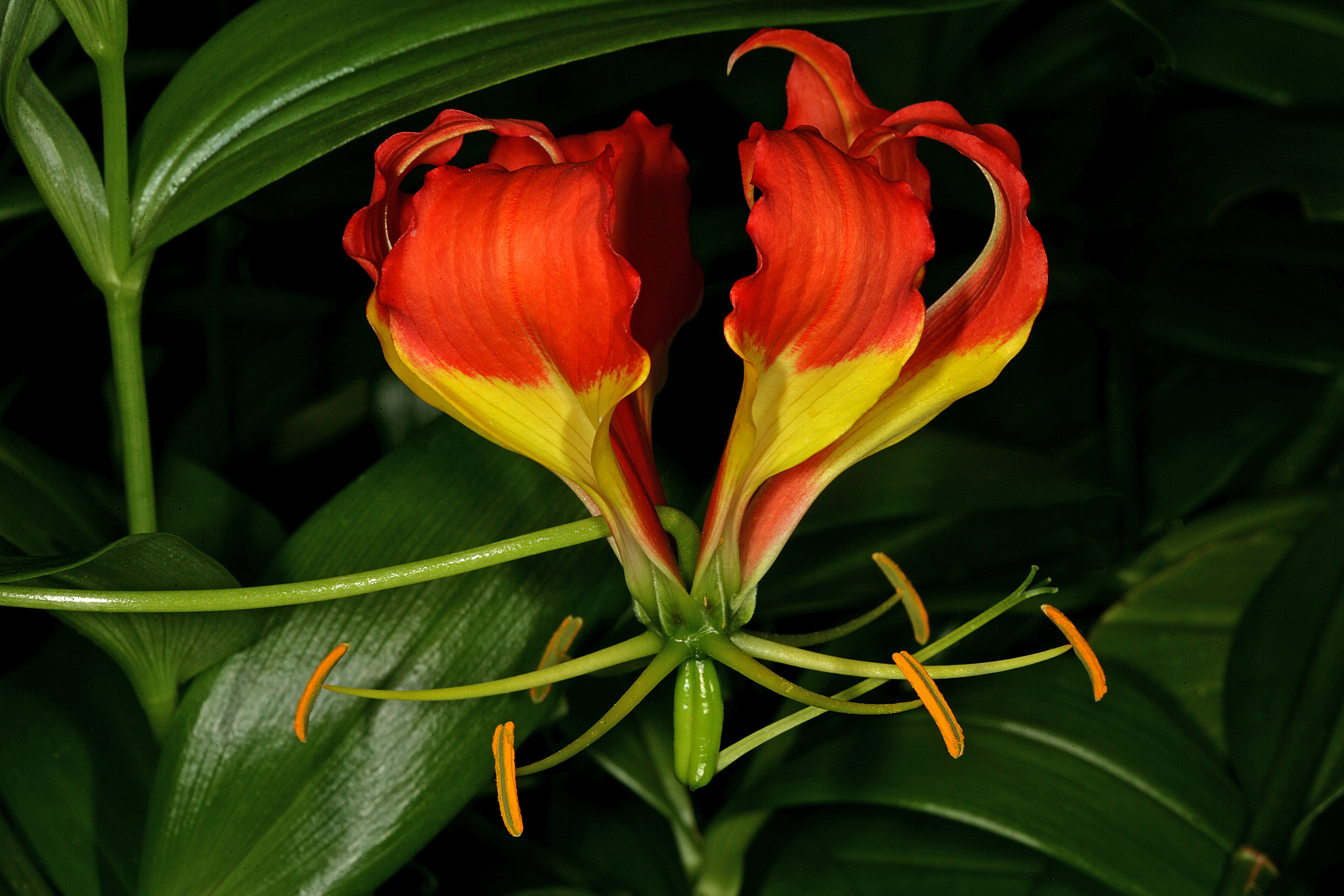 Gloriosa superba 1DS-II 3-1837