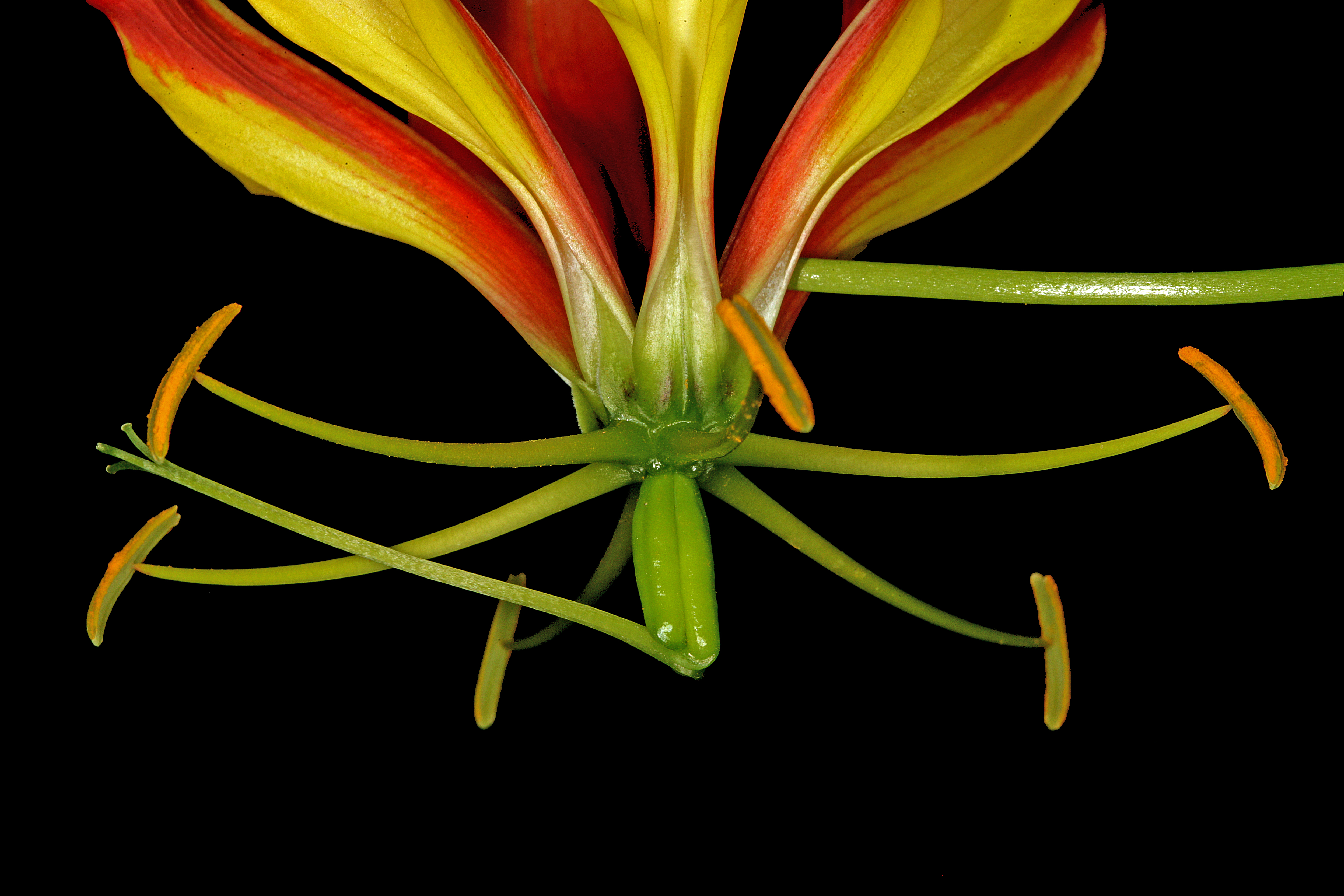 Gloriosa superba 1DS-II 3-1845