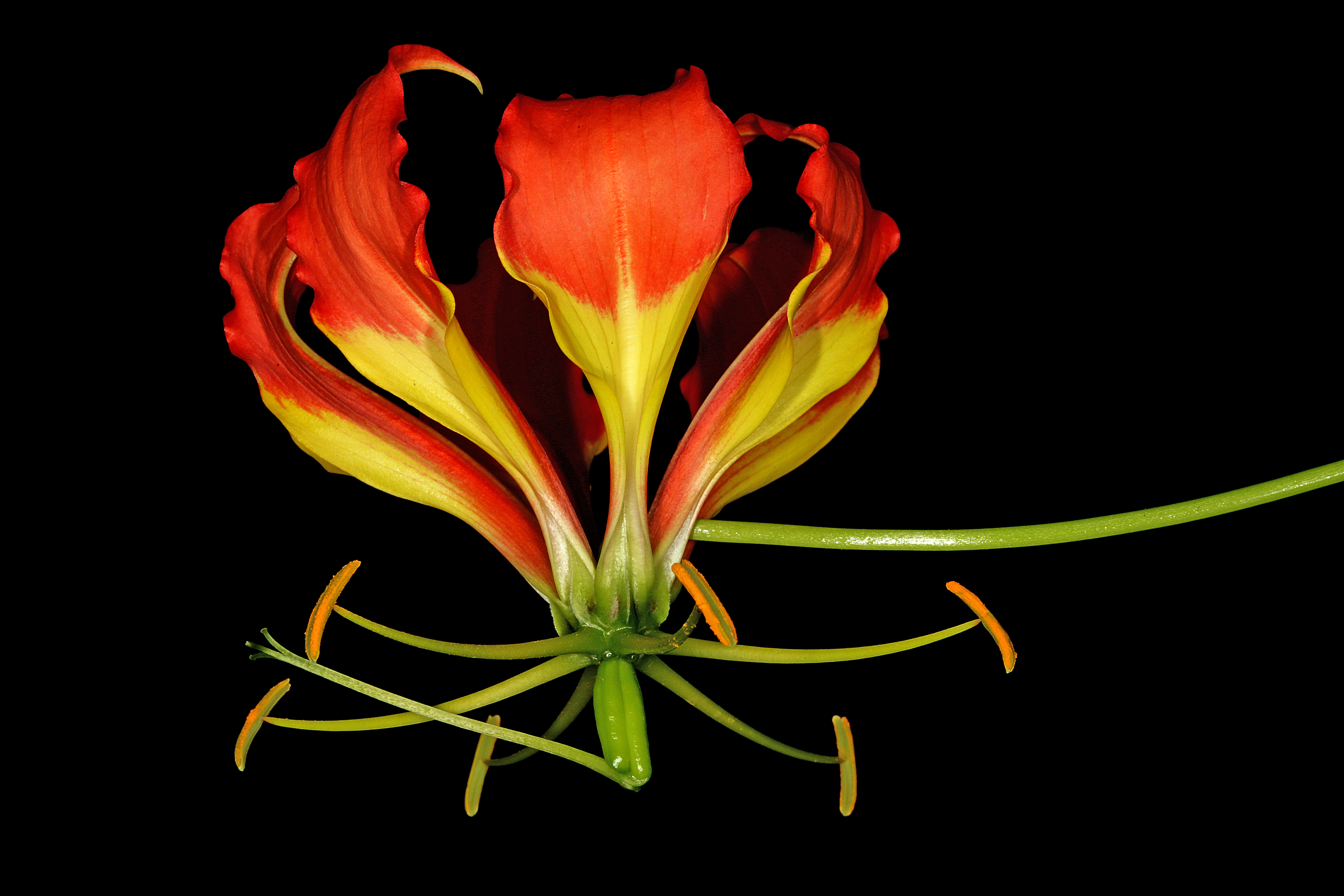 Gloriosa superba 1DS-II 3-1847