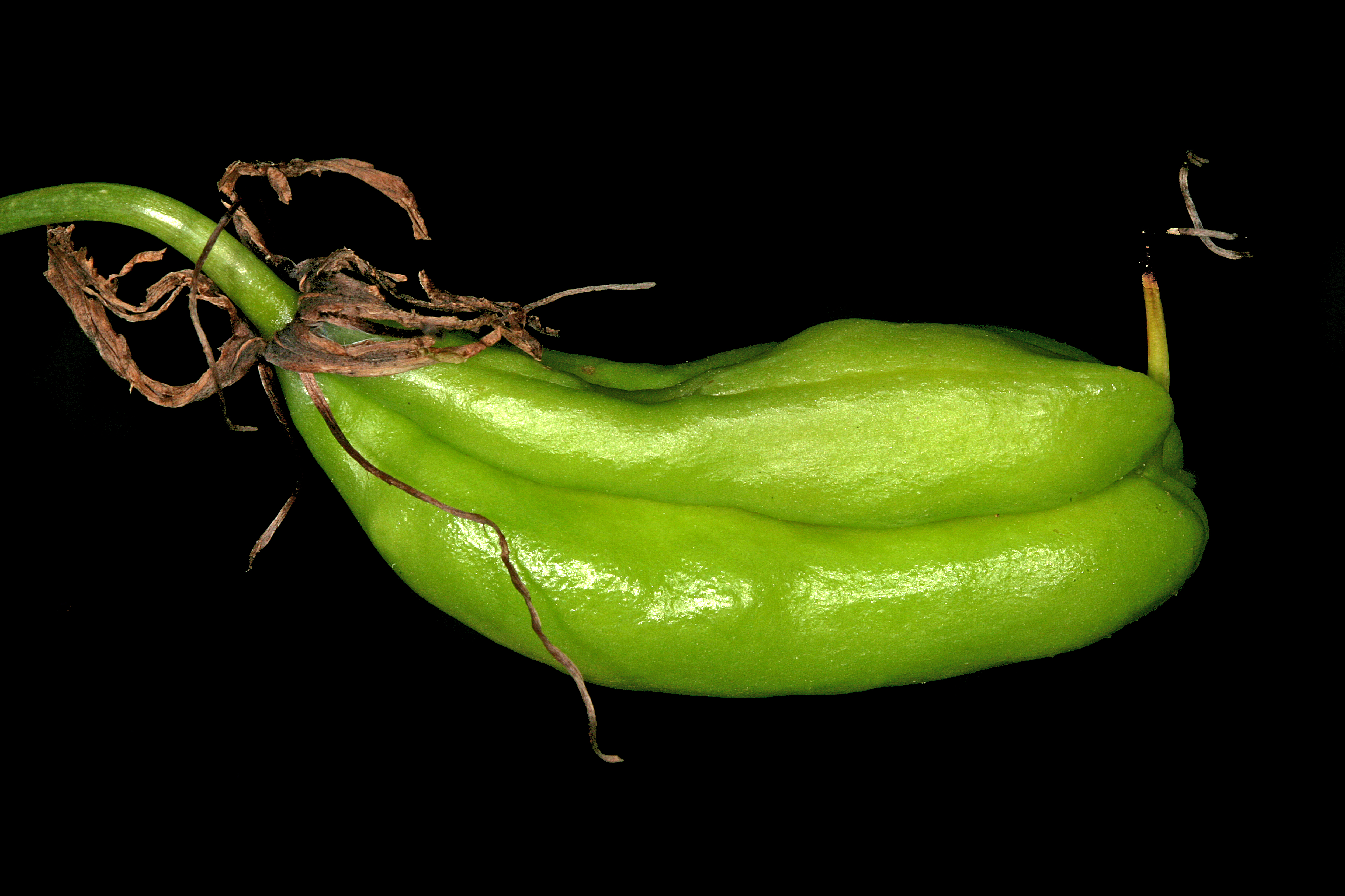 Gloriosa superba 1DS-II 3-3509