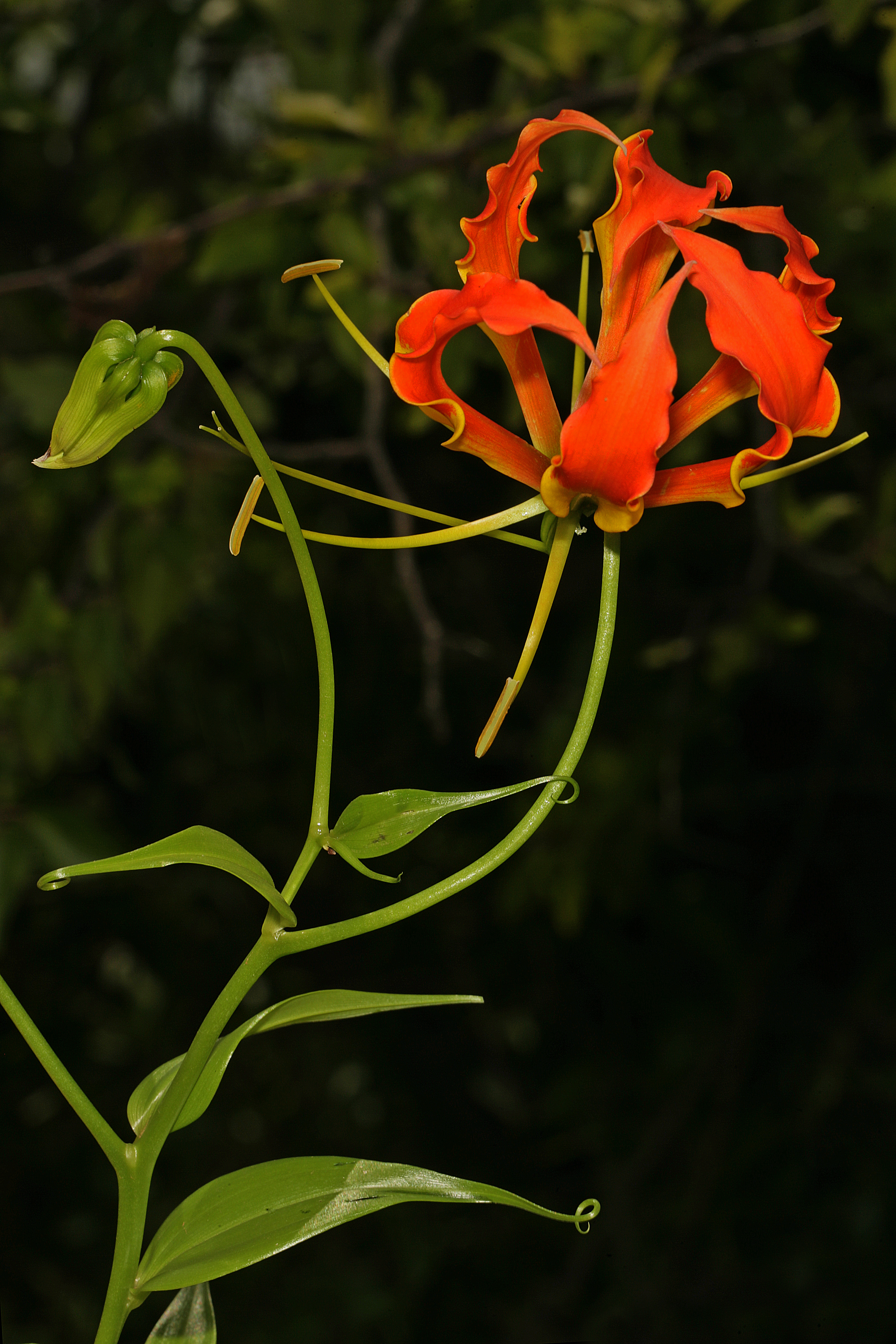 Gloriosa superba 1DS-II 4-2838