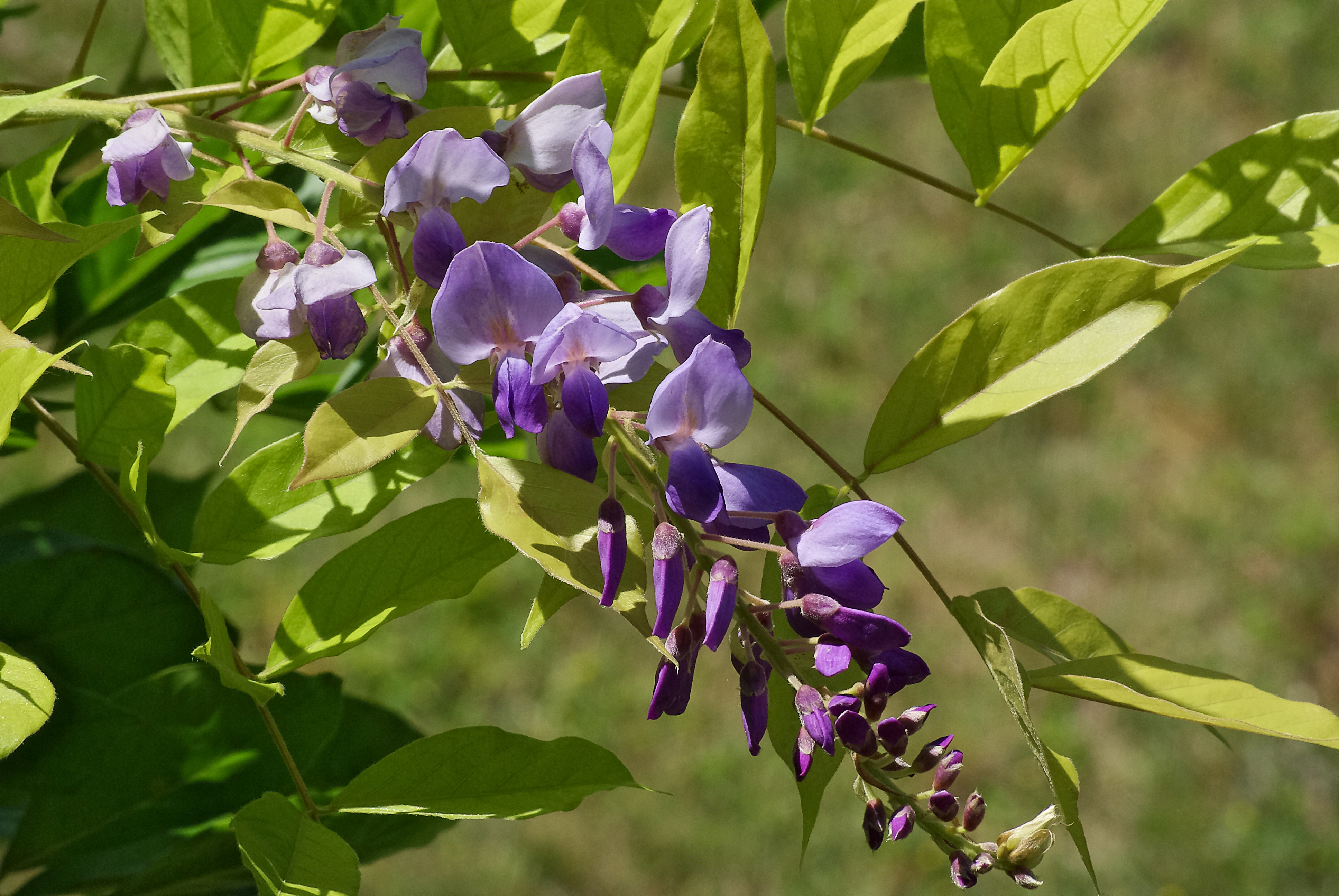 Glycine grappe FR 2012