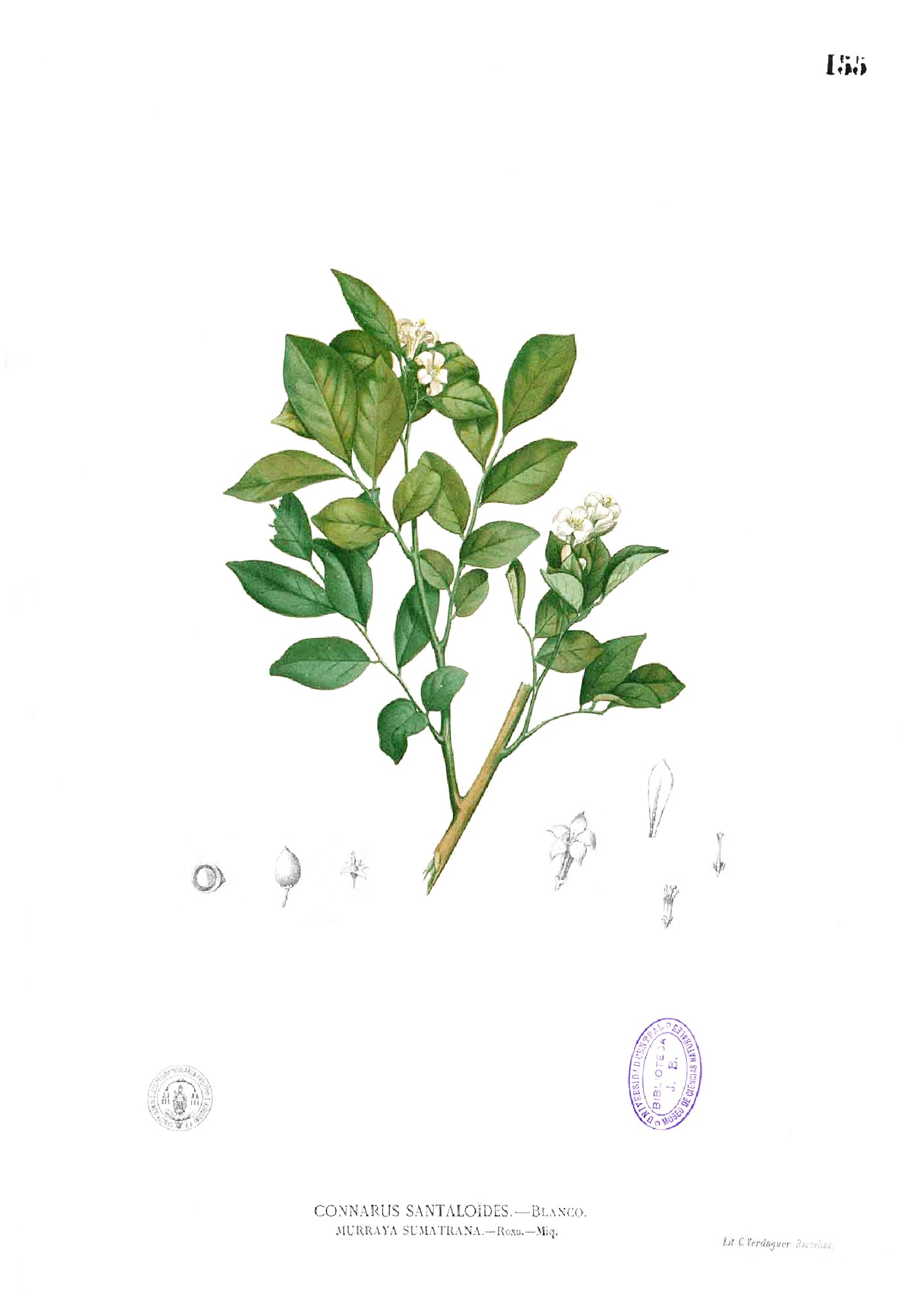 Glycosmis pentaphylla Blanco1.155