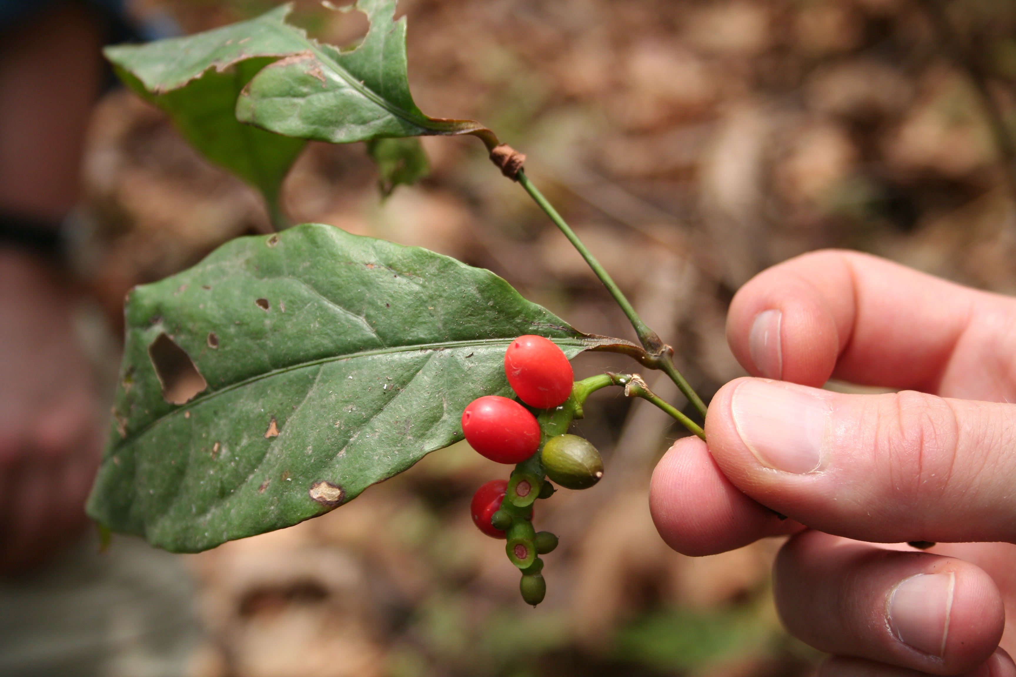 Gnetum africanum MS 3428