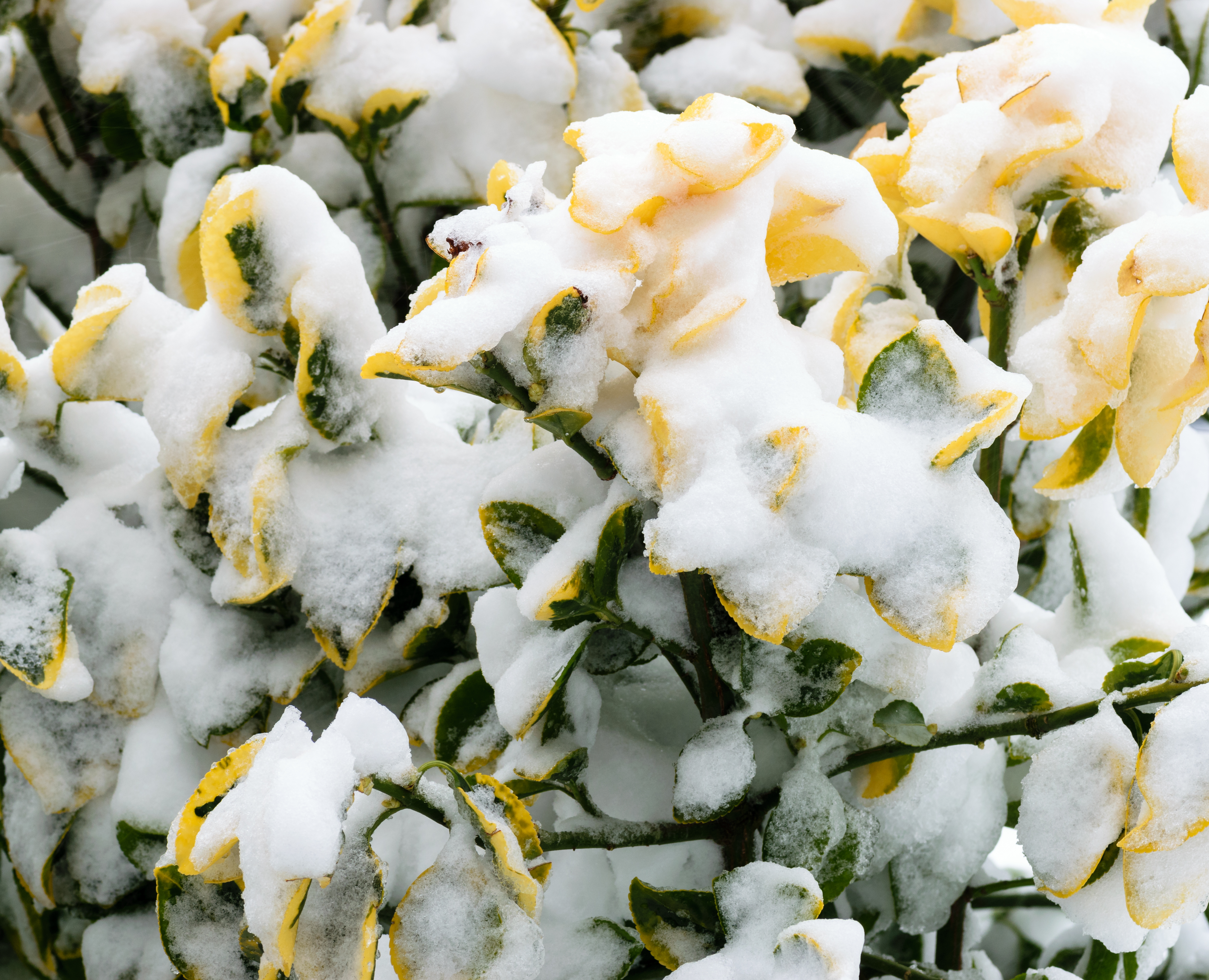 Golden Euonymus in January 2018 North American blizzard