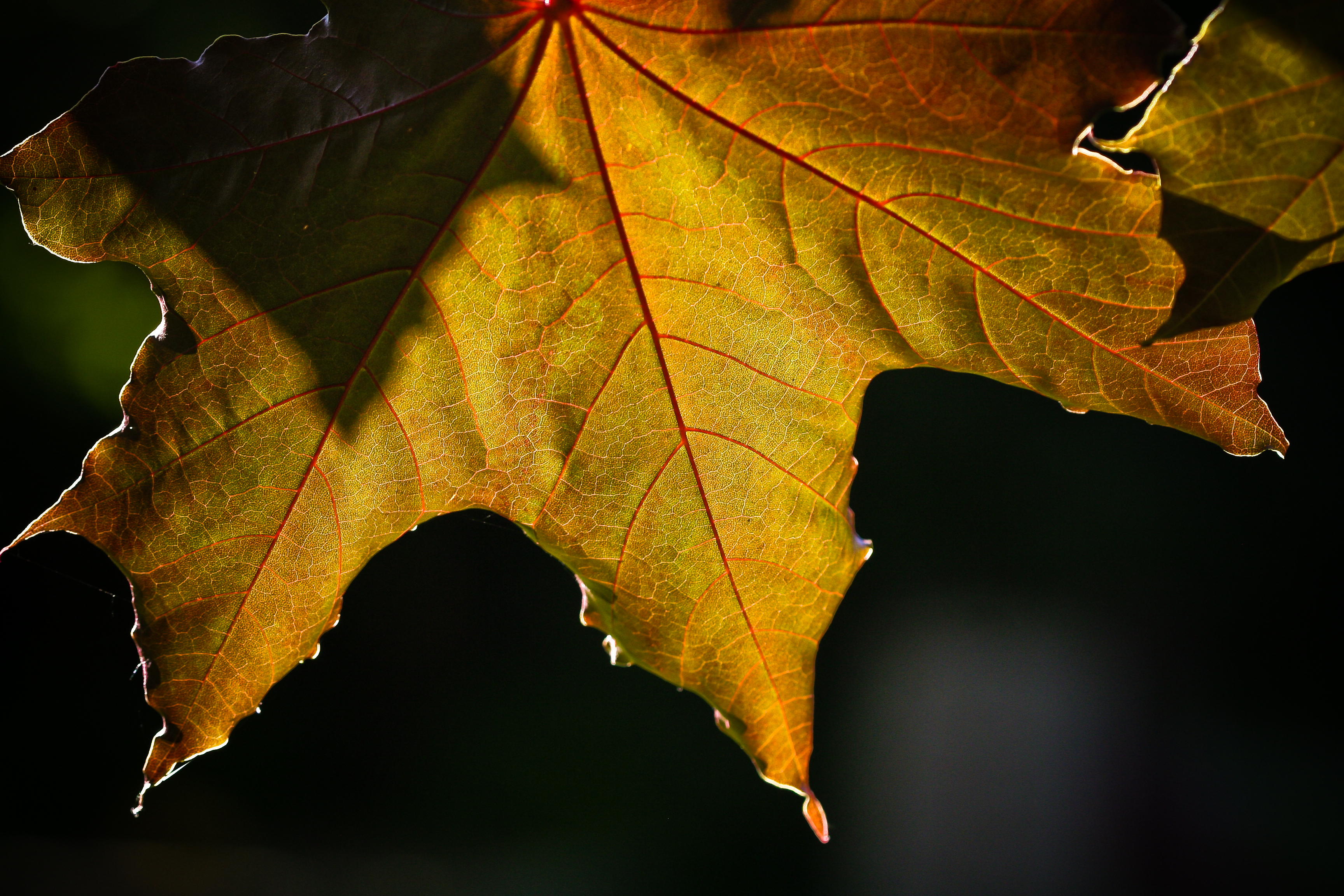 Golden Leaf (3689322719)