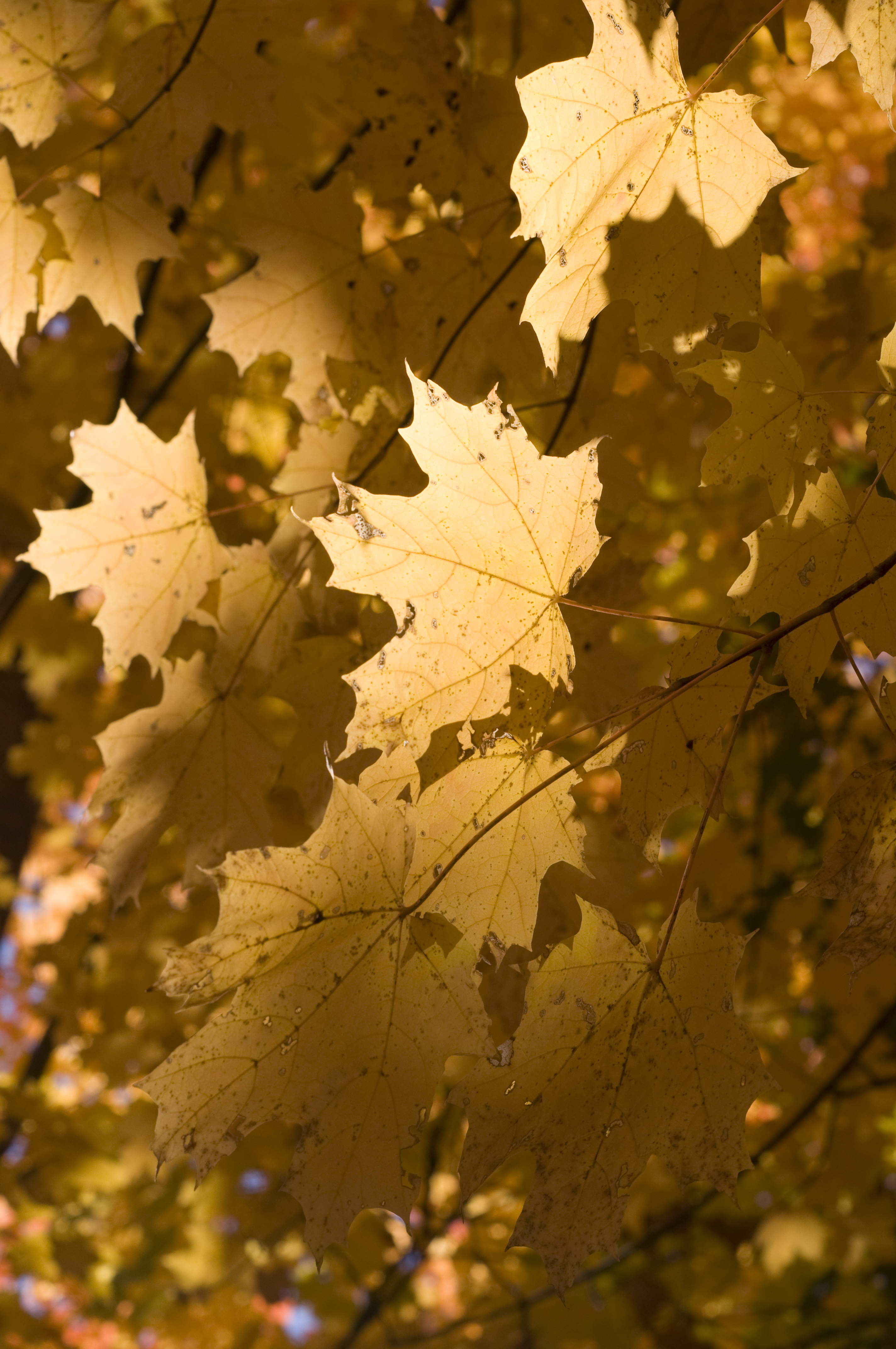 Golden leaves