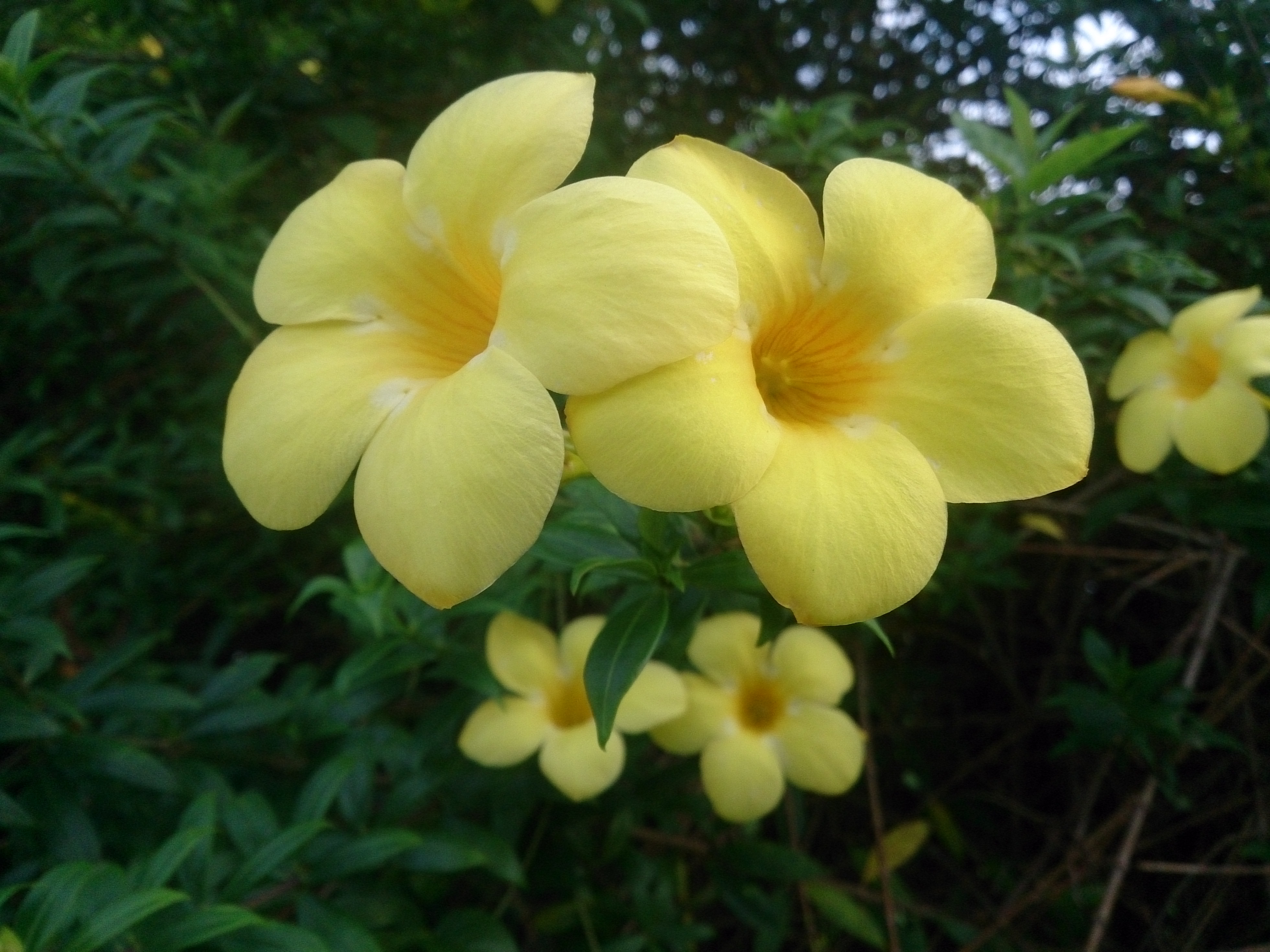 Golden Trumpet (Allamanda cathartica)
