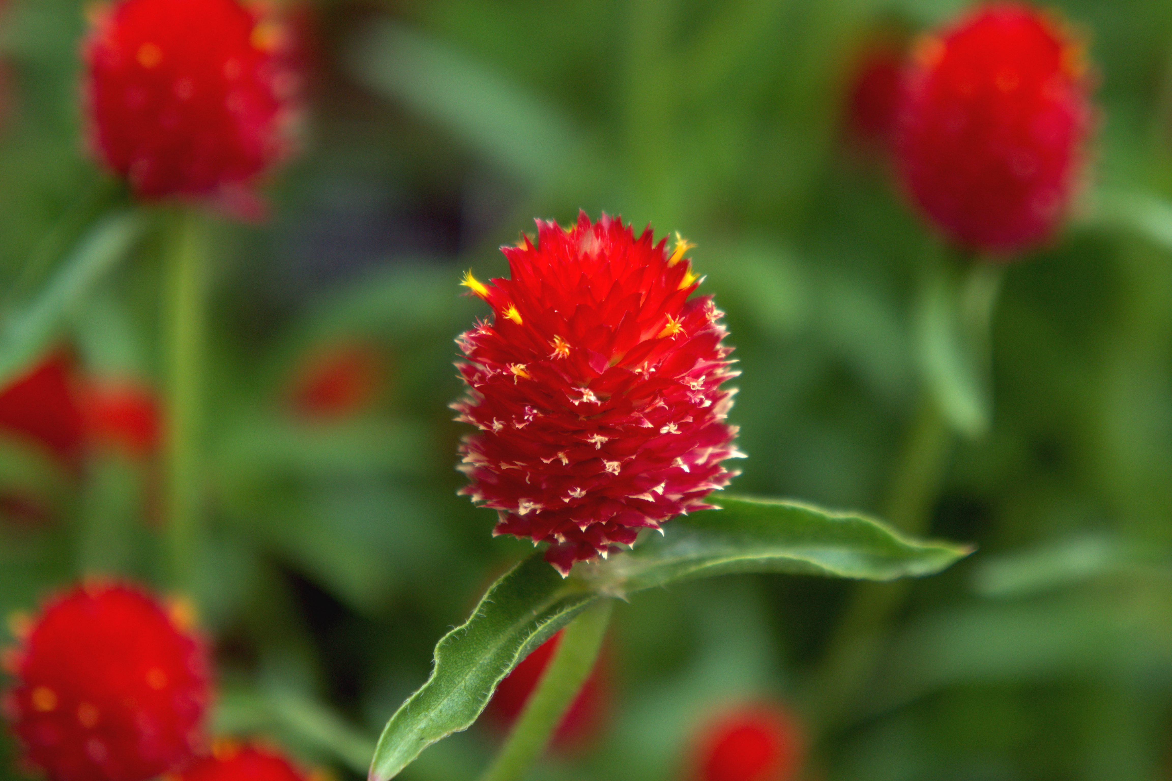 Gomphrena 'Strawberry fields'