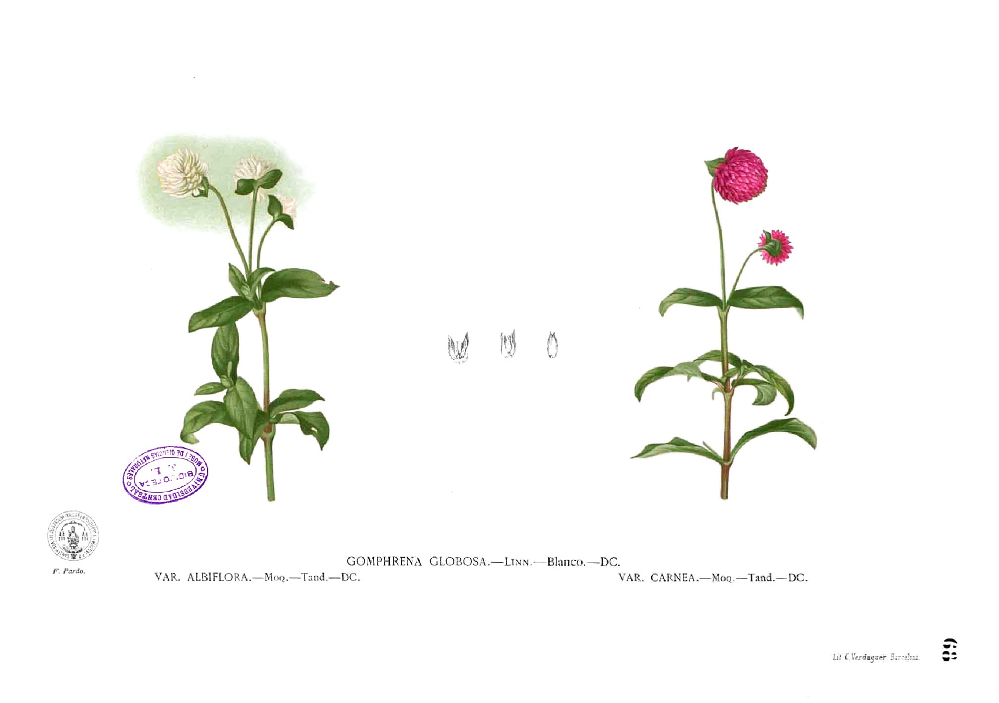 Gomphrena globosa Blanco1.68