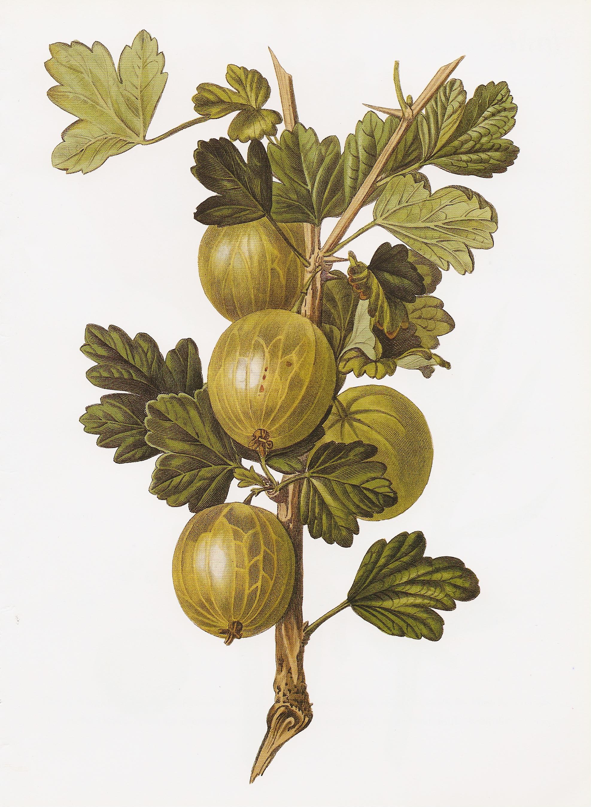 Gooseberry Crompton Sheba Queen RHS