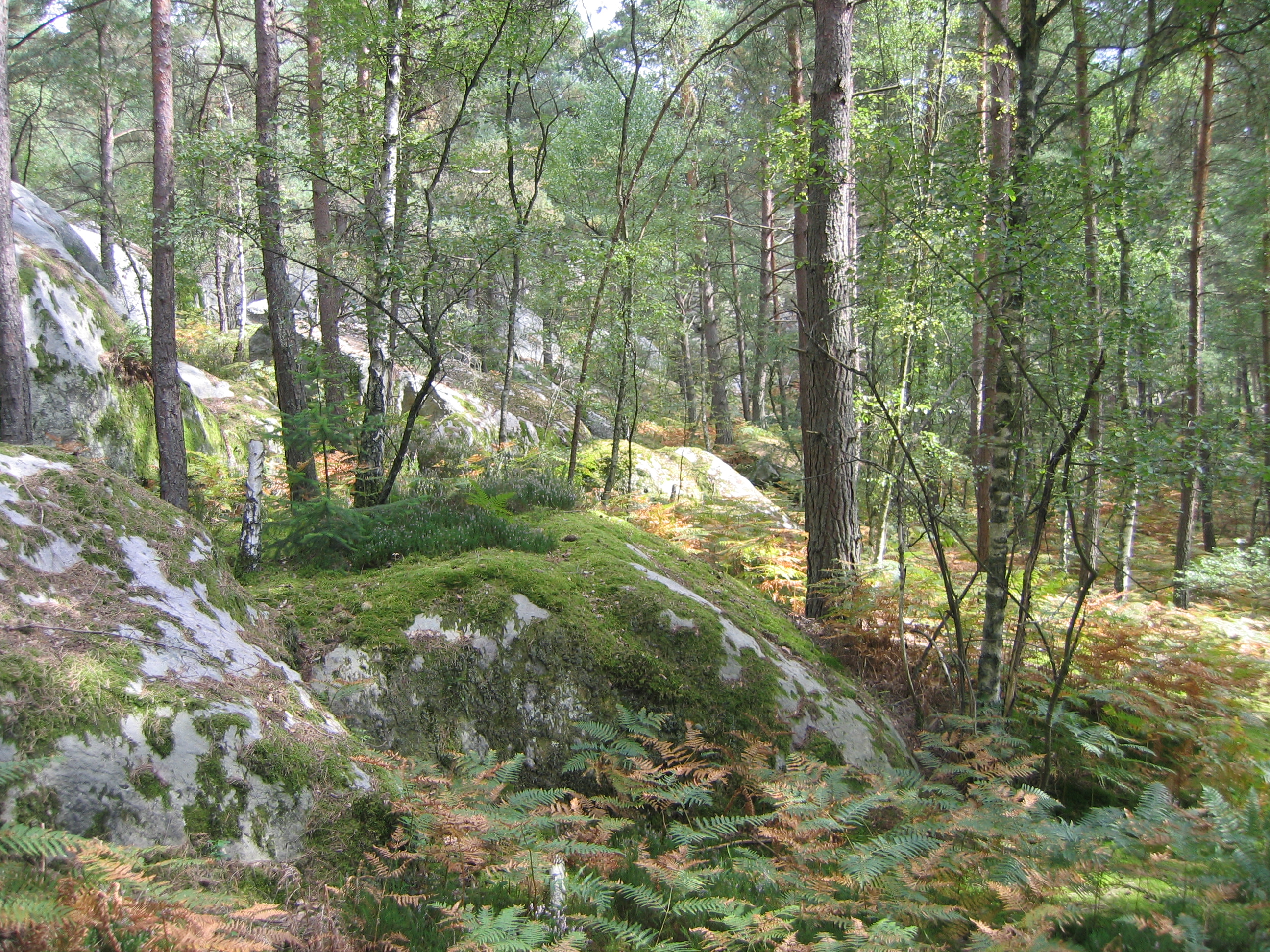Gorges de Franchard 19