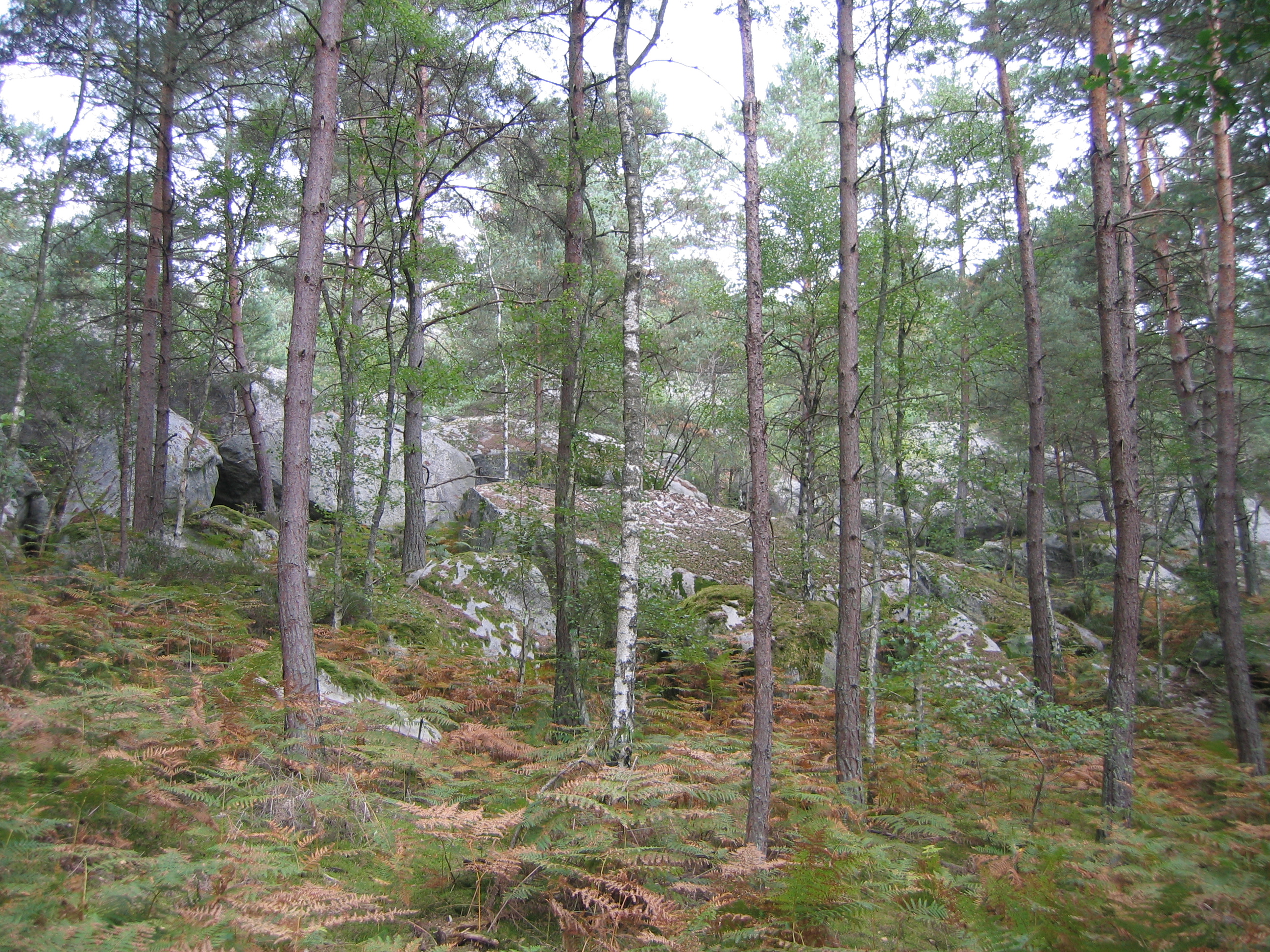 Gorges de Franchard 20