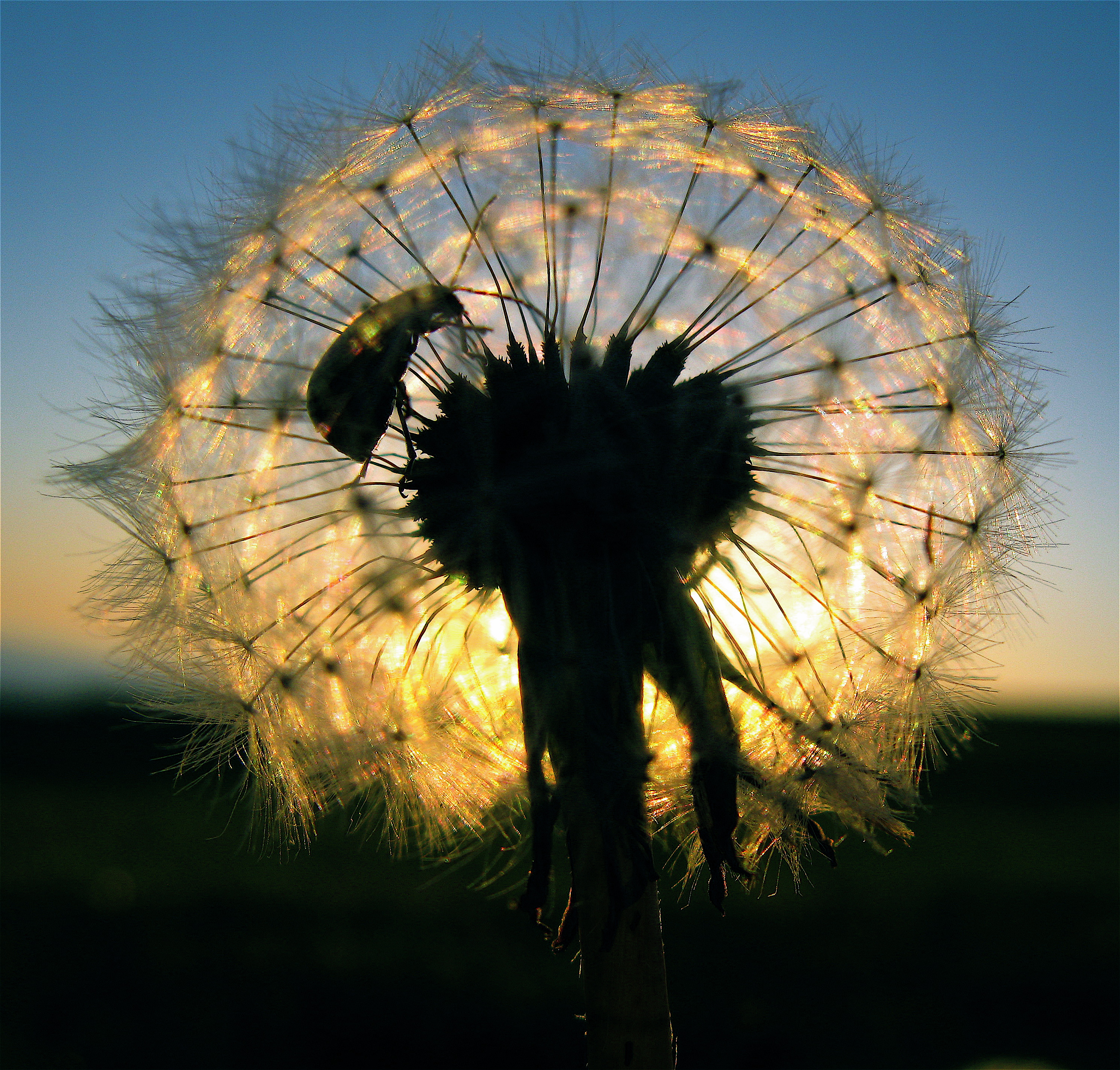 Gossamer Dome