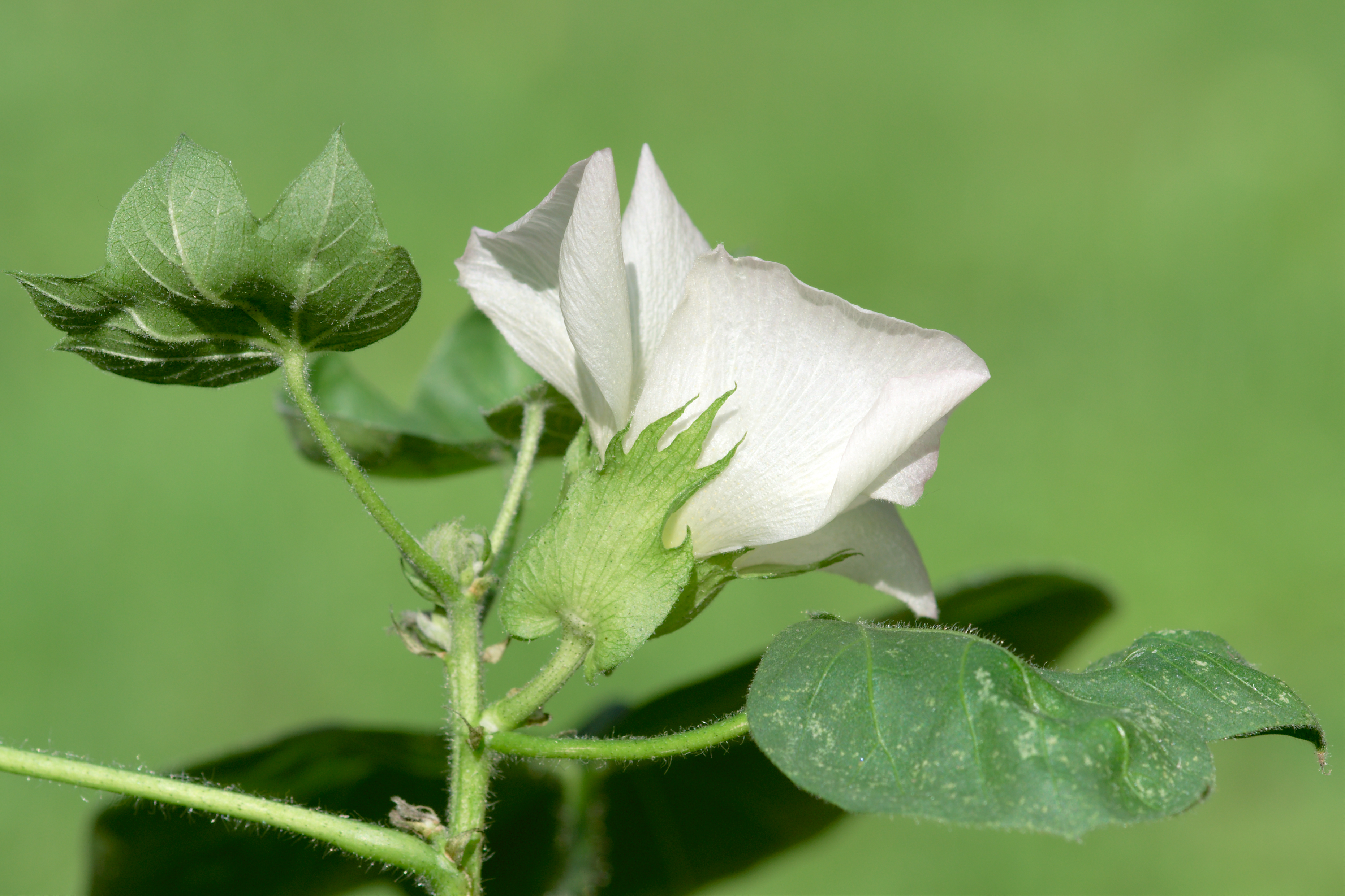 Gossypium herbaceum sepal