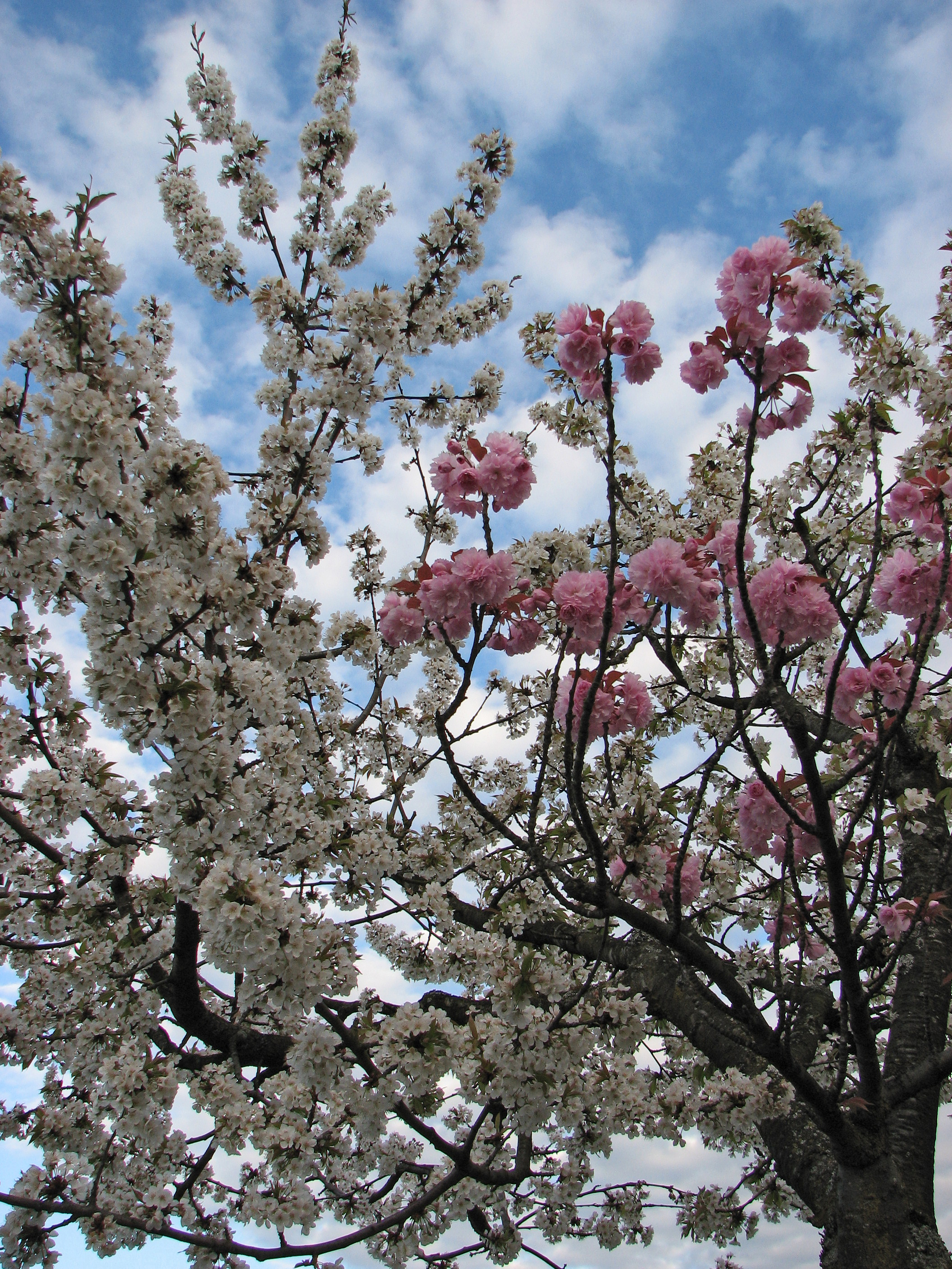 Grafted blossoming tree unidentified white pink
