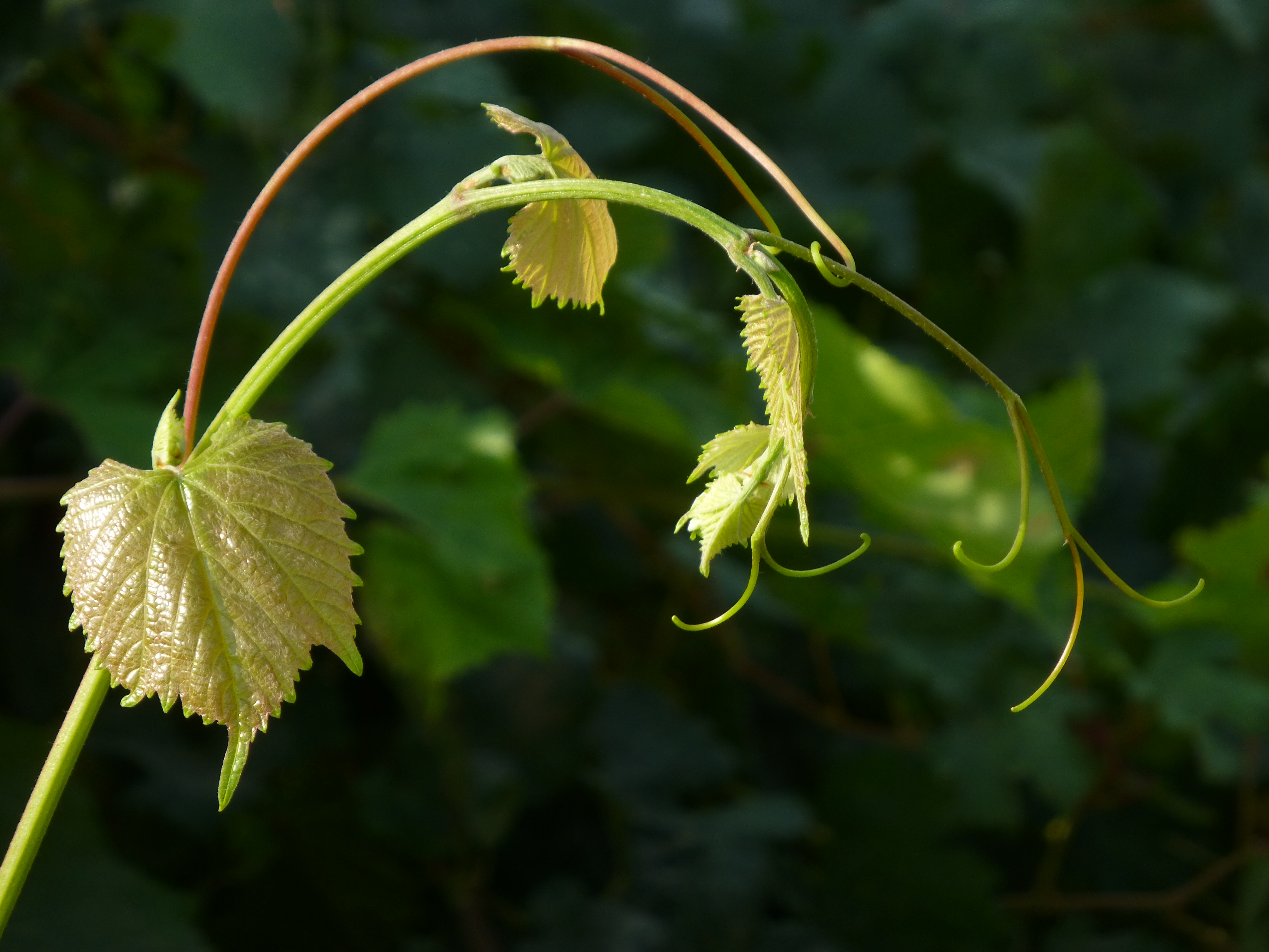Grape 1180730