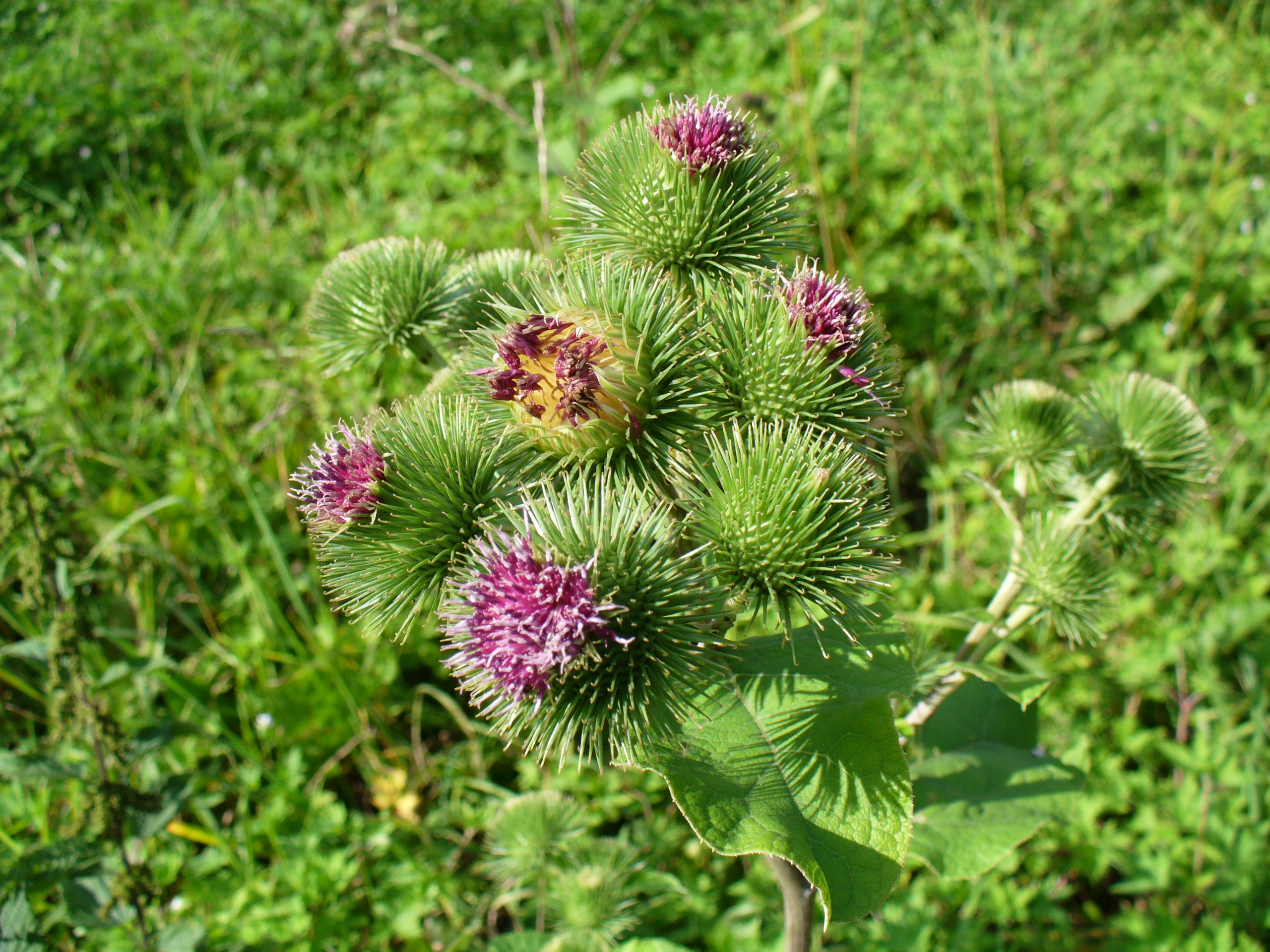 Greater burdock 2005 G1