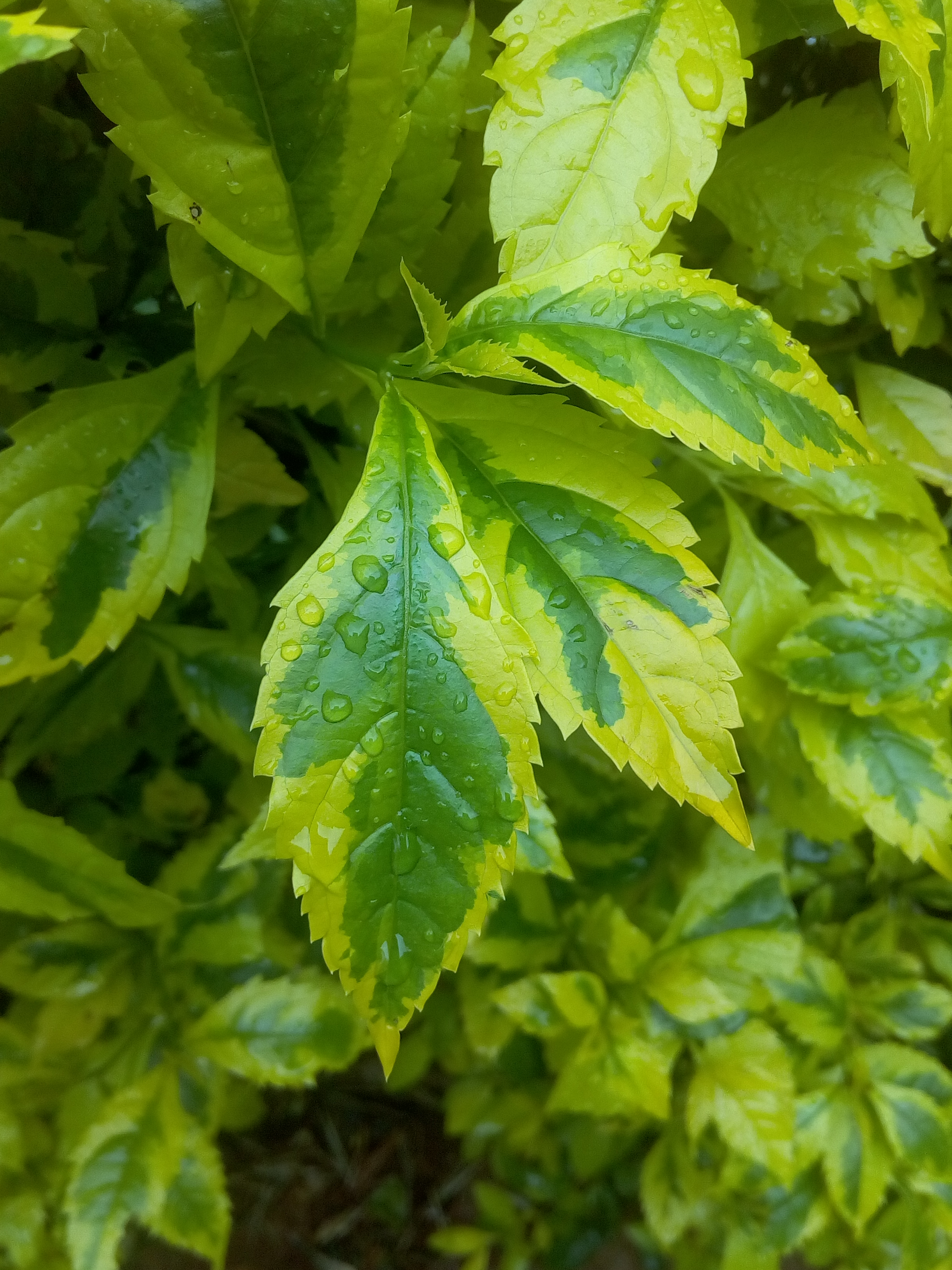Green and dew