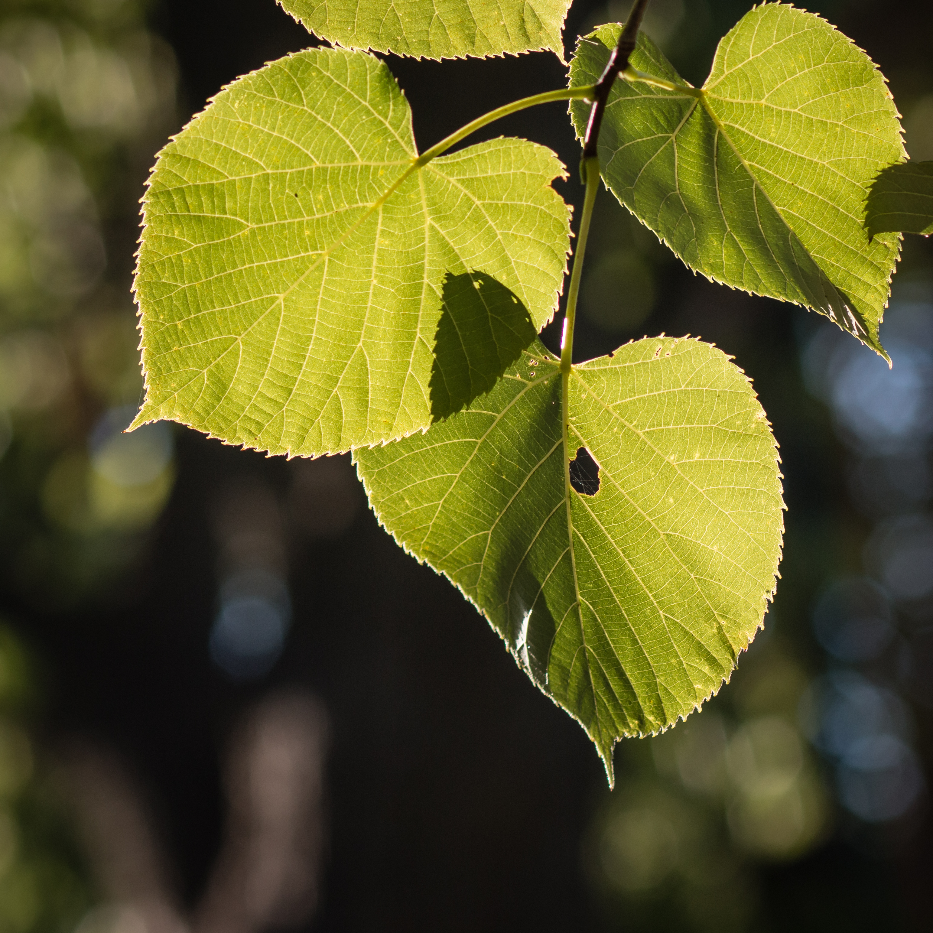 Green Leaves (28575392140)