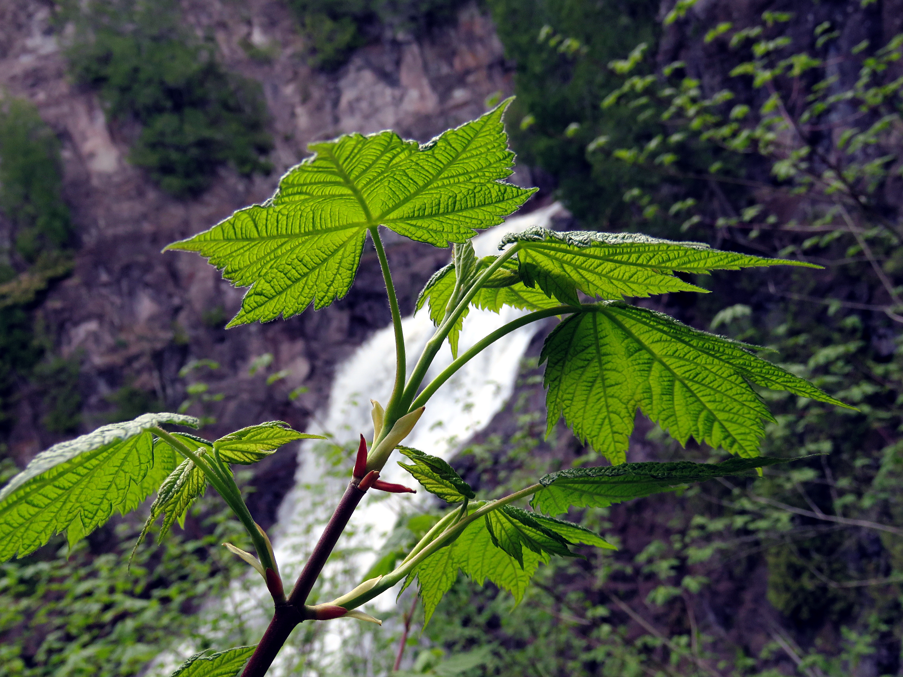 Green Leaves and Waterfall