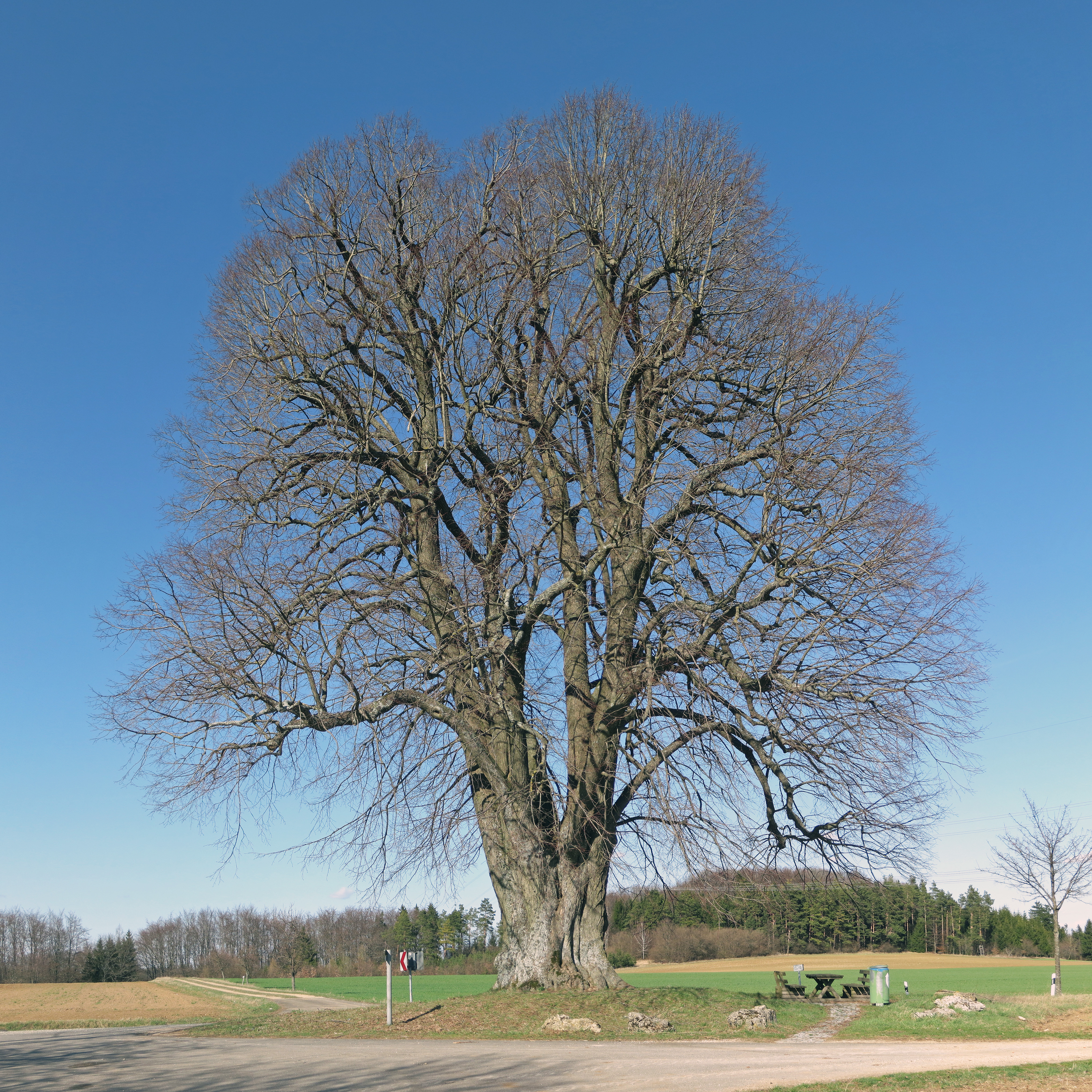 Große Linde Teuchatz