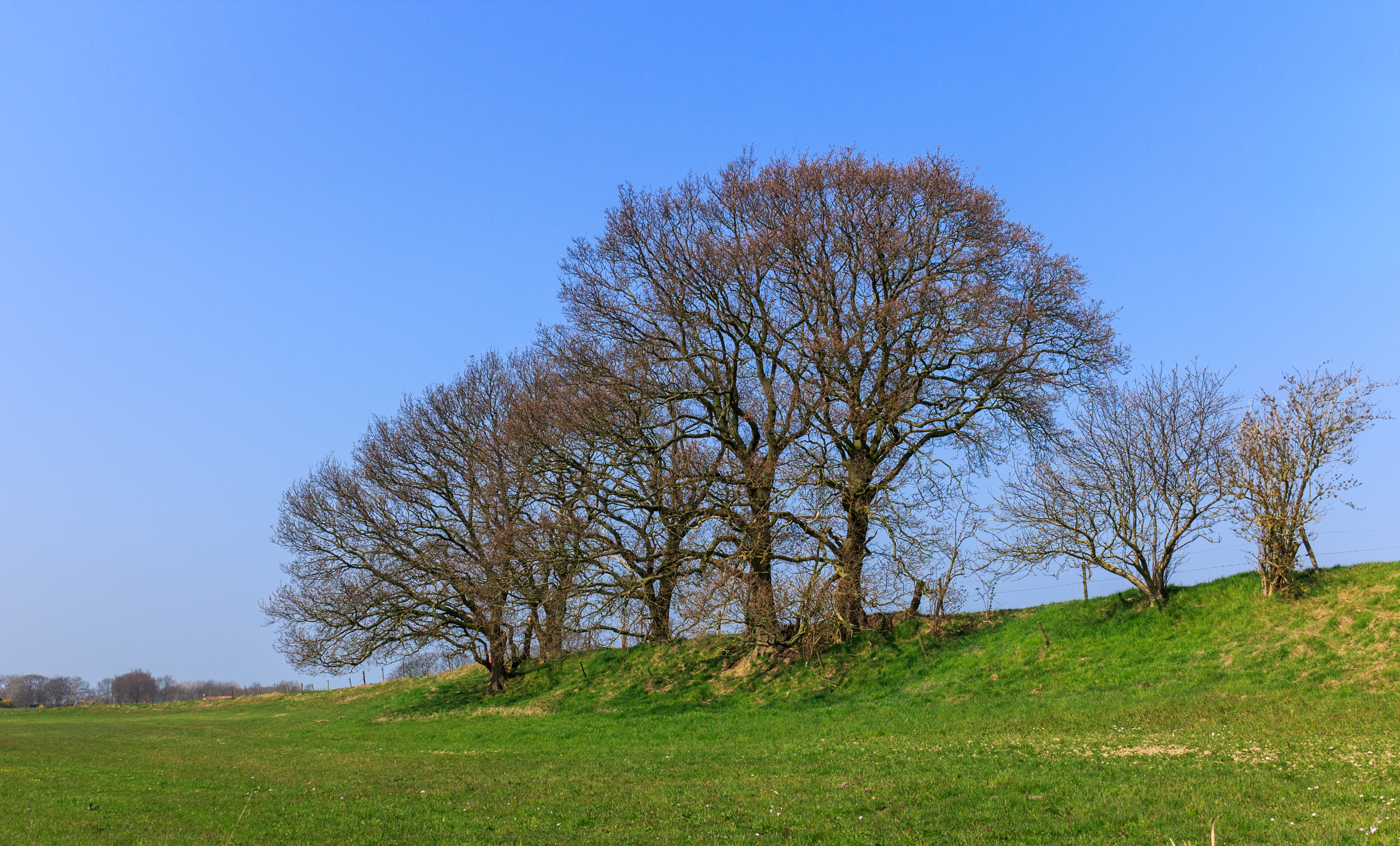 Groep bomen op de zeedijk. Locatie Mirnser Klif 02