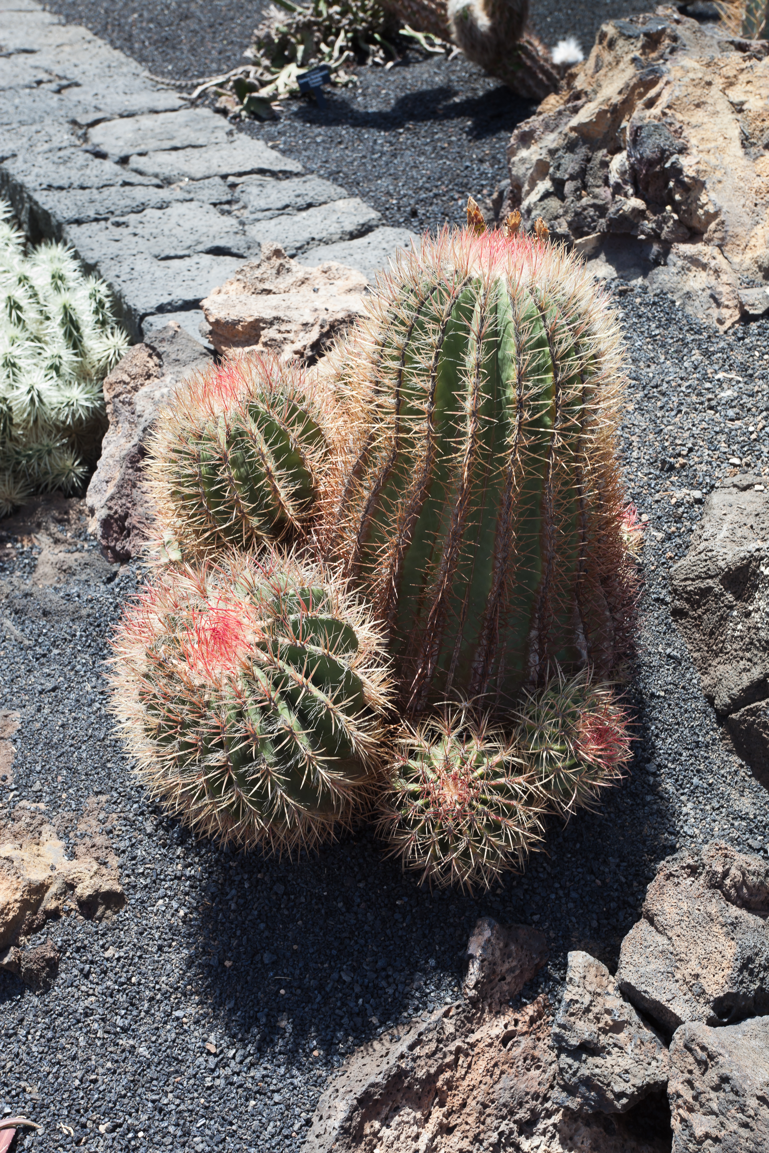Guatiza - Jardín de Cactus - Lanzarote - J39