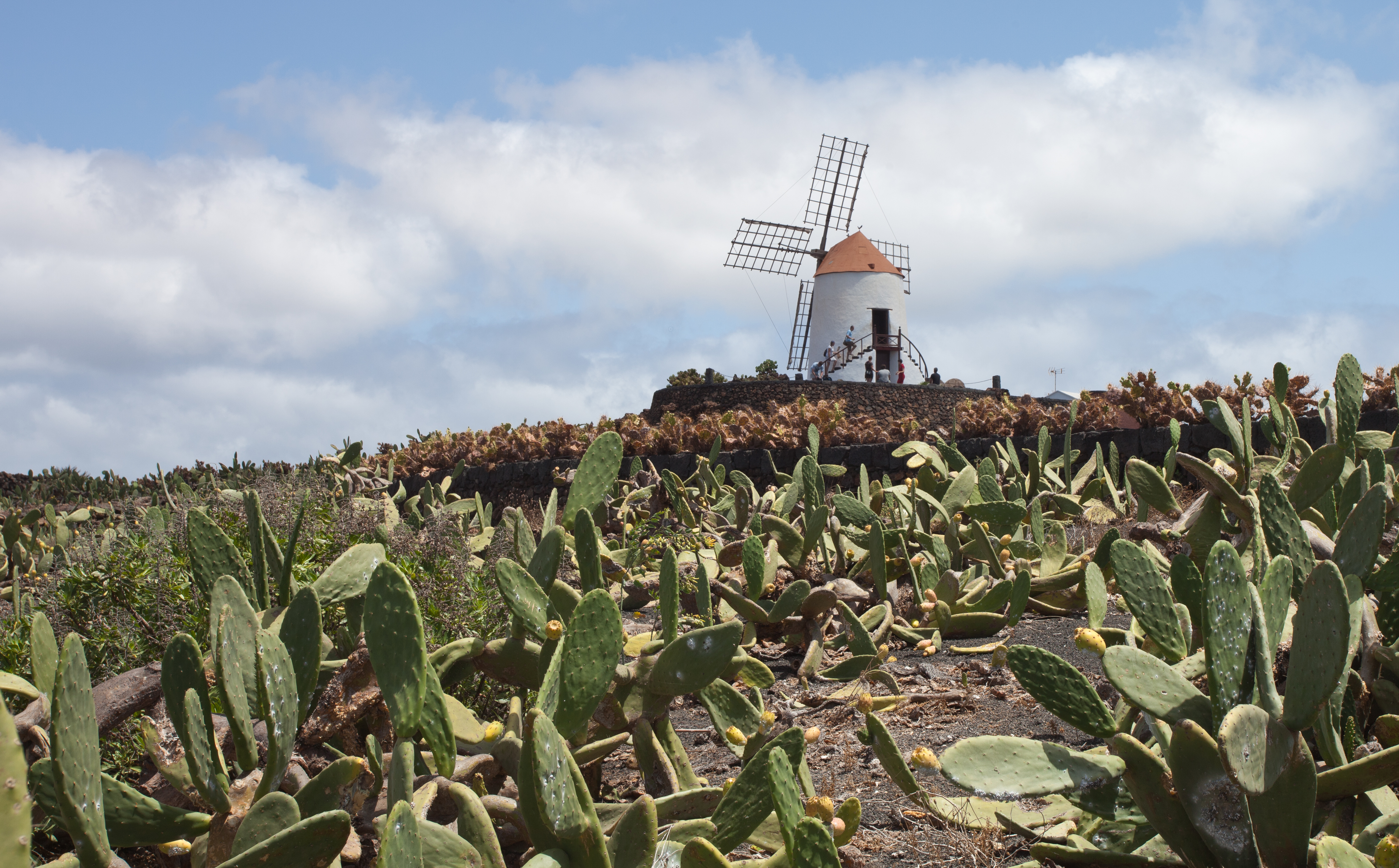 Guatiza - Jardín de Cactus - Lanzarote - J46