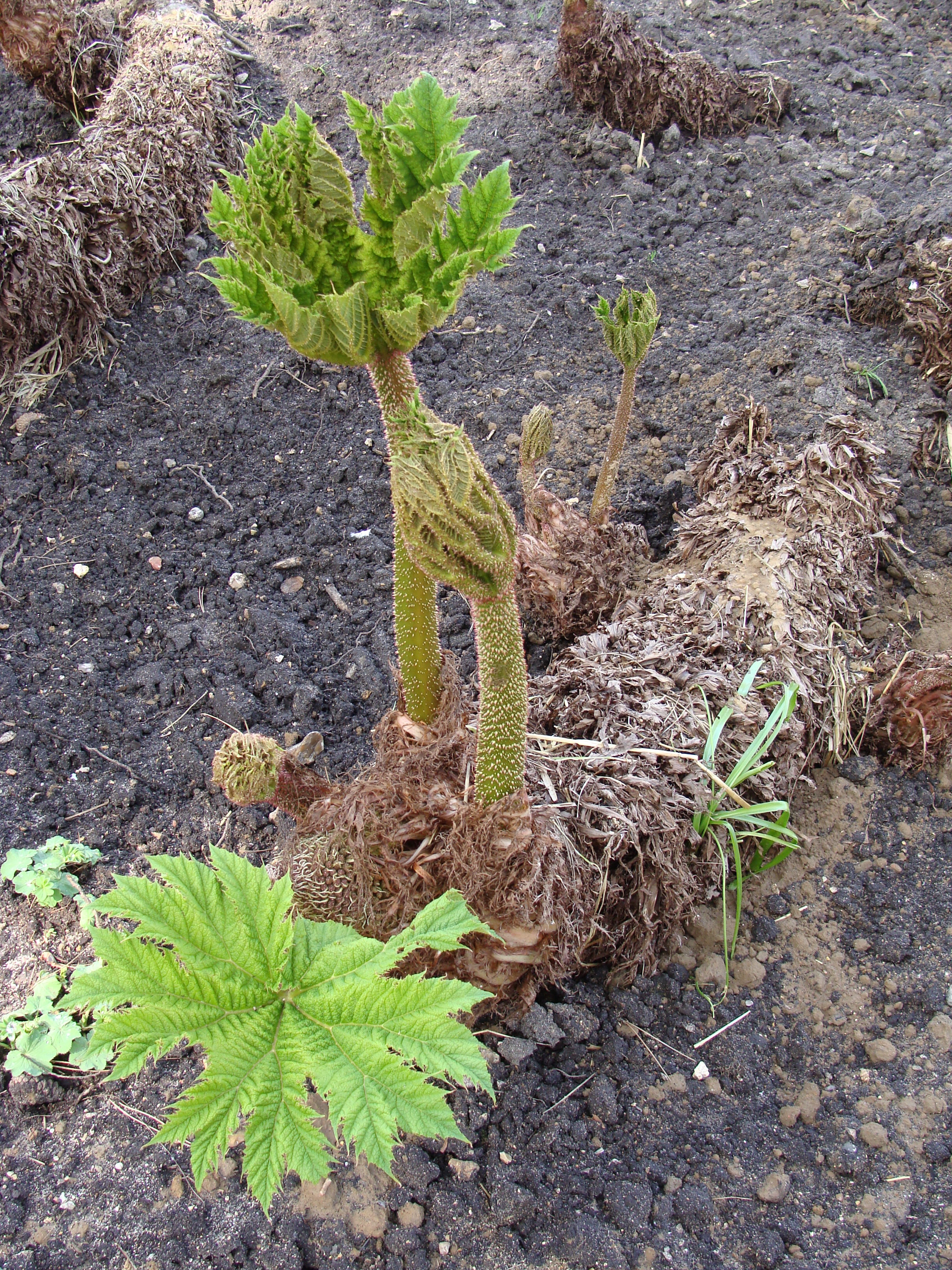 Gunnera