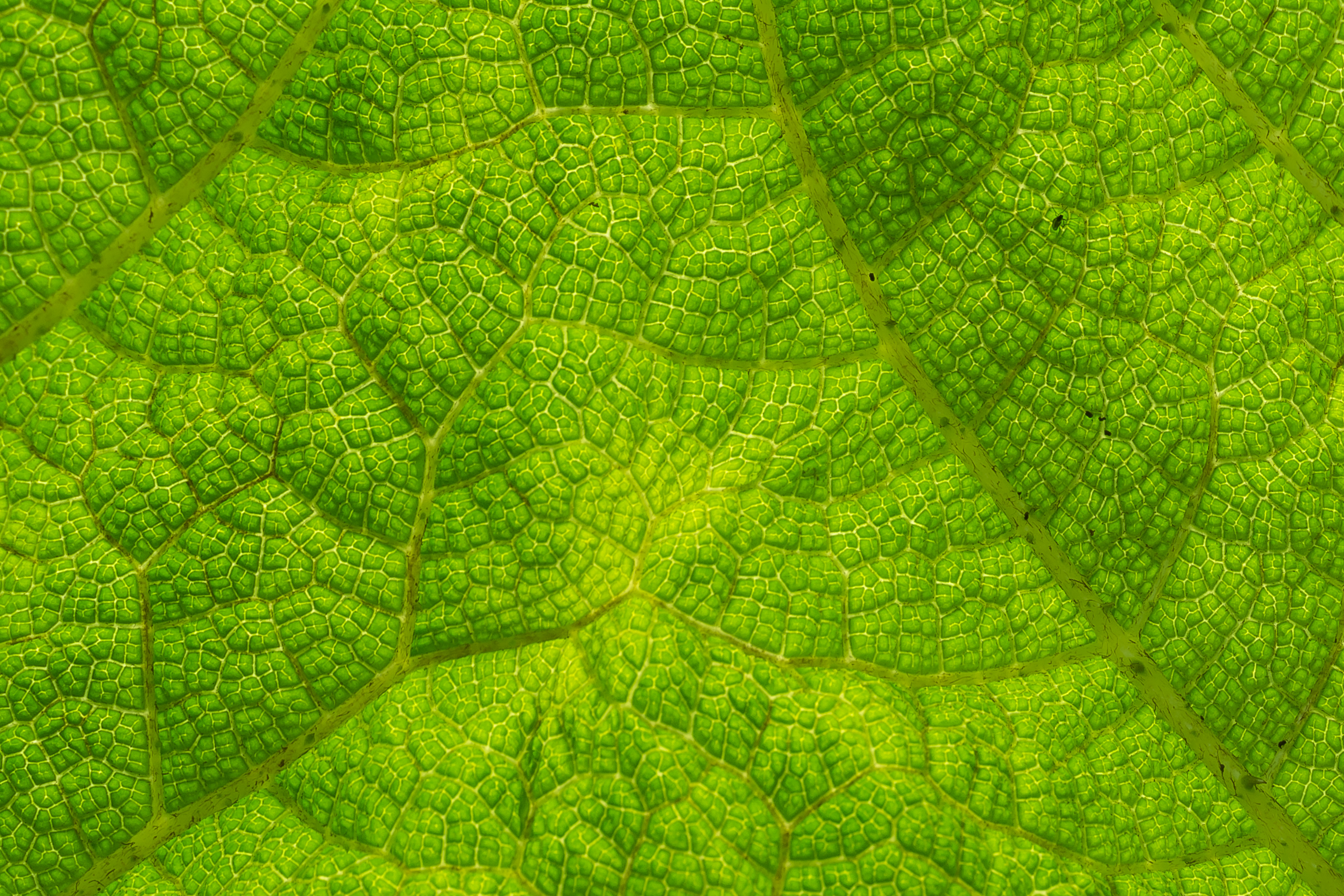 Gunnera tinctoria Blattunterseite Botanischer Garten Linz1-0175