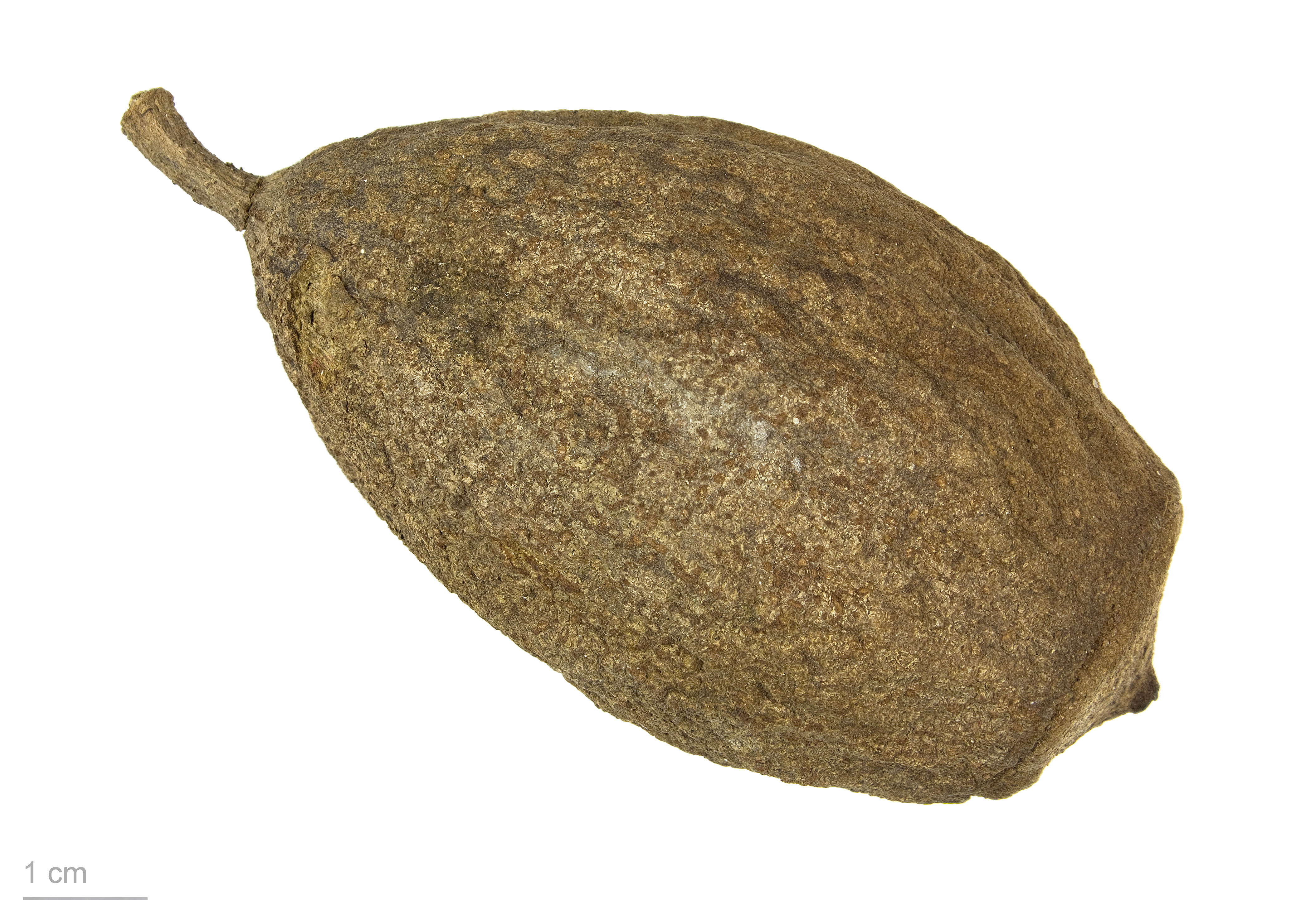 Gustavia superba MHNT.BOT.2008.1.28