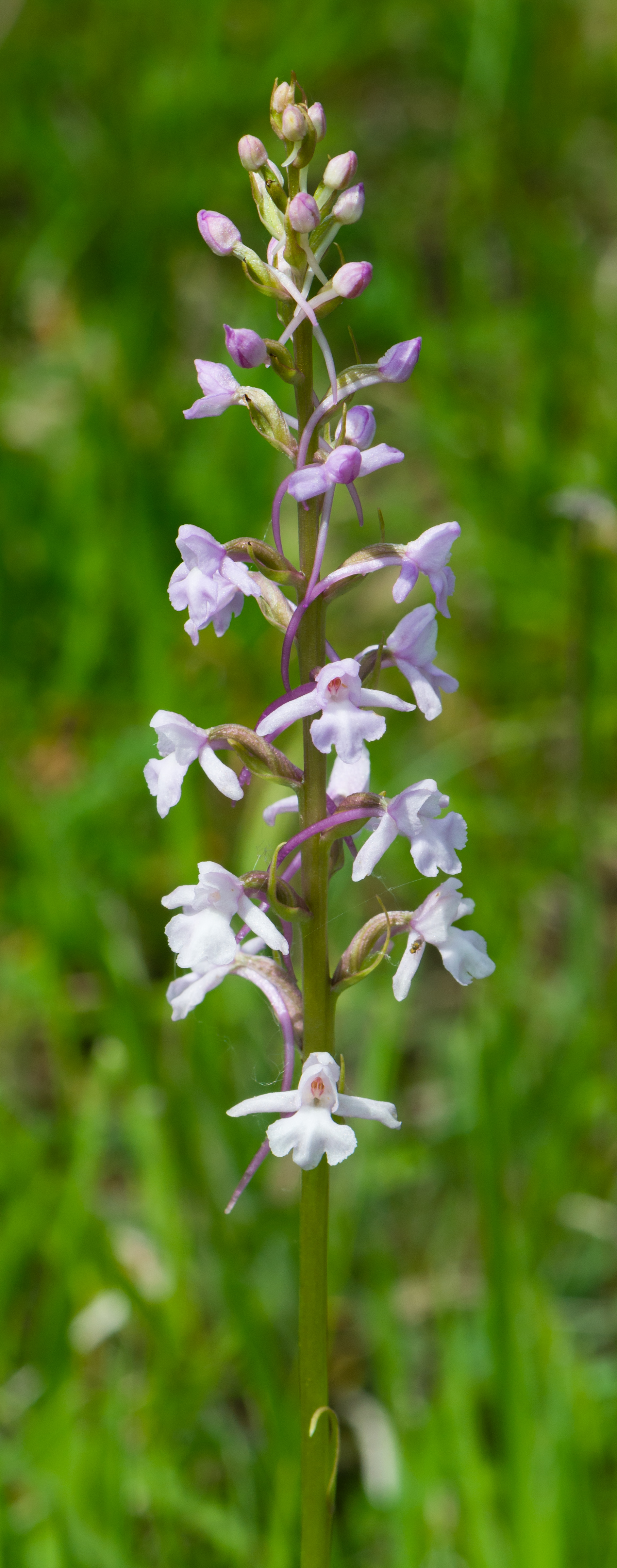 Gymnadenia conopsea Mücken-Händelwurz Warburger Börder 2014 01