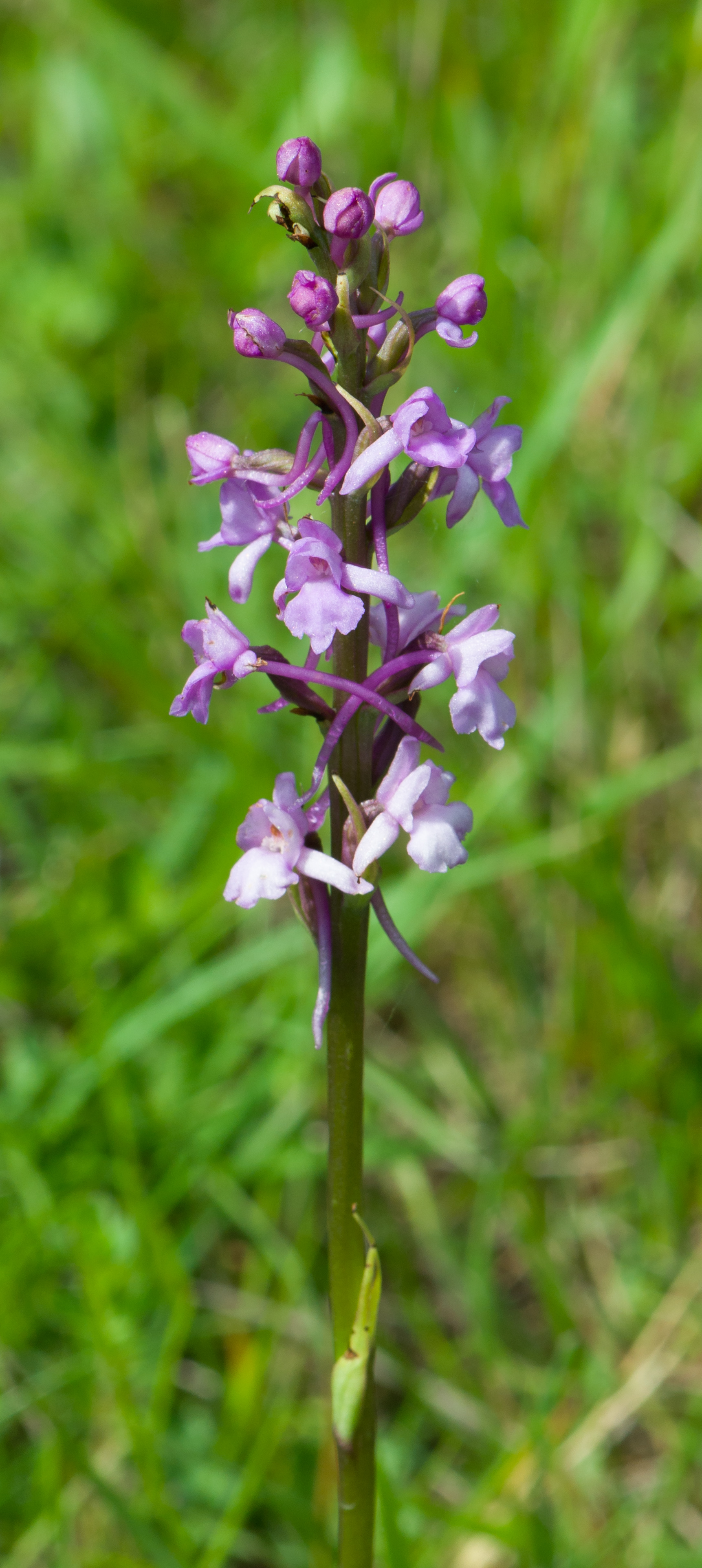 Gymnadenia conopsea Mücken-Händelwurz Warburger Börder 2014 02