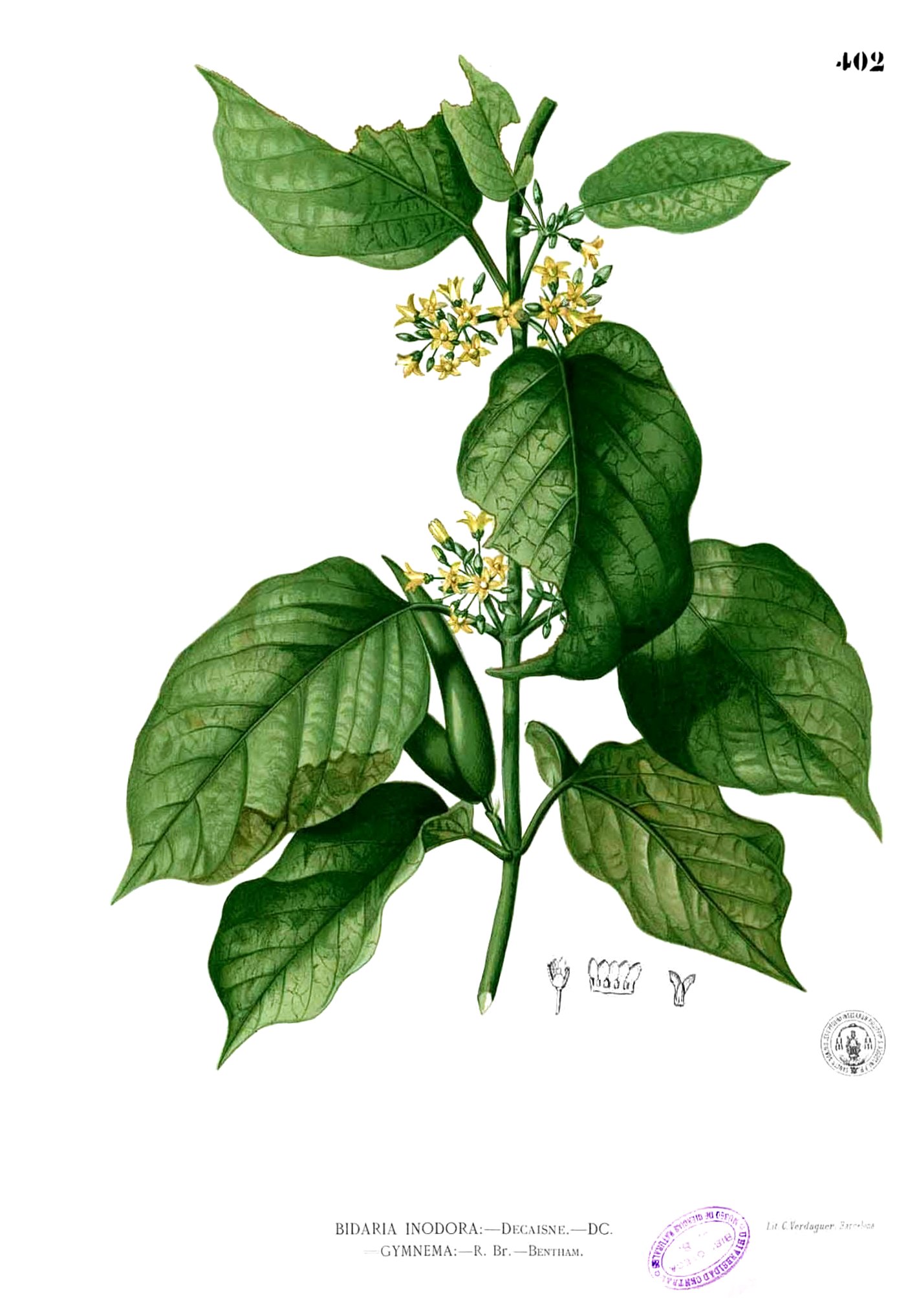 Gymnema inodorum Blanco2.402