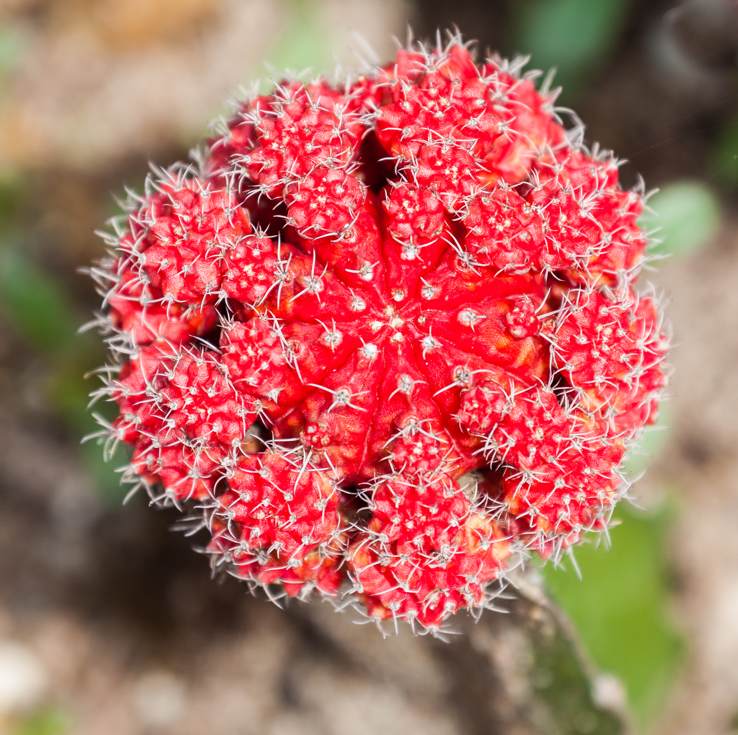 Gymnocalicium mihanowichii, Ciudad Ho Chi Minh, Vietnam, 2013-08-14, DD 02