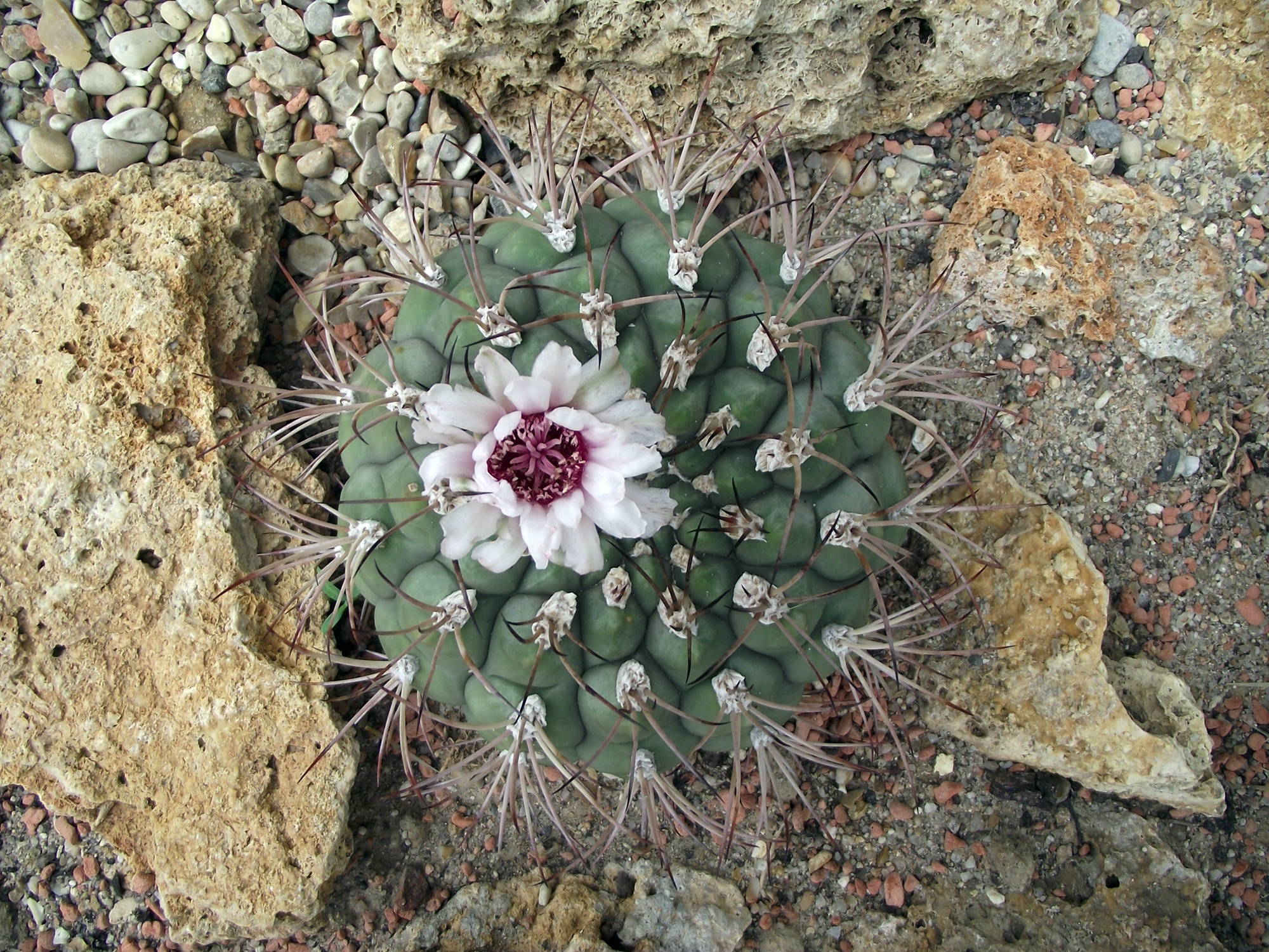Gymnocalycium zegarrae
