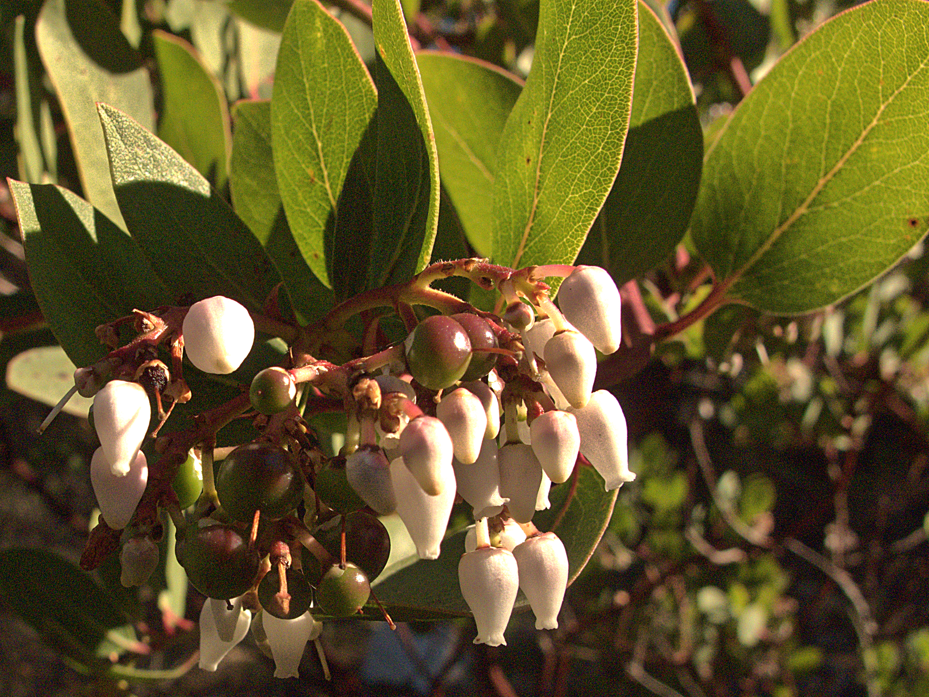 H20140102-0230—Arctostaphylos rainbowensis—RPBG (11848146463)