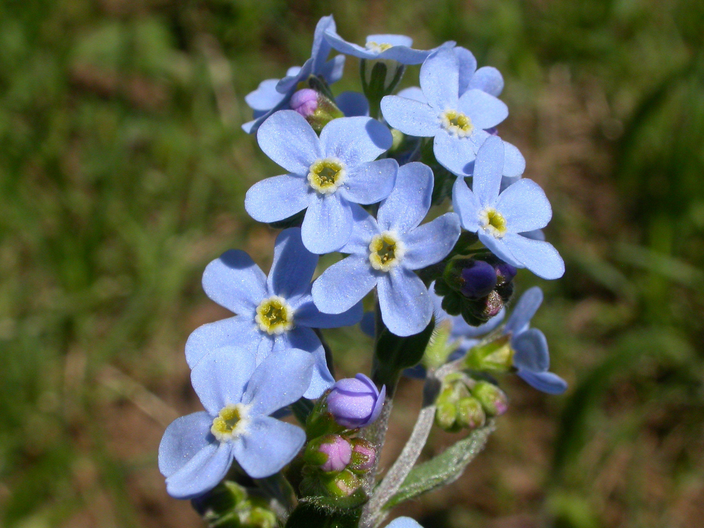 Hackelia floribunda (7977086332)