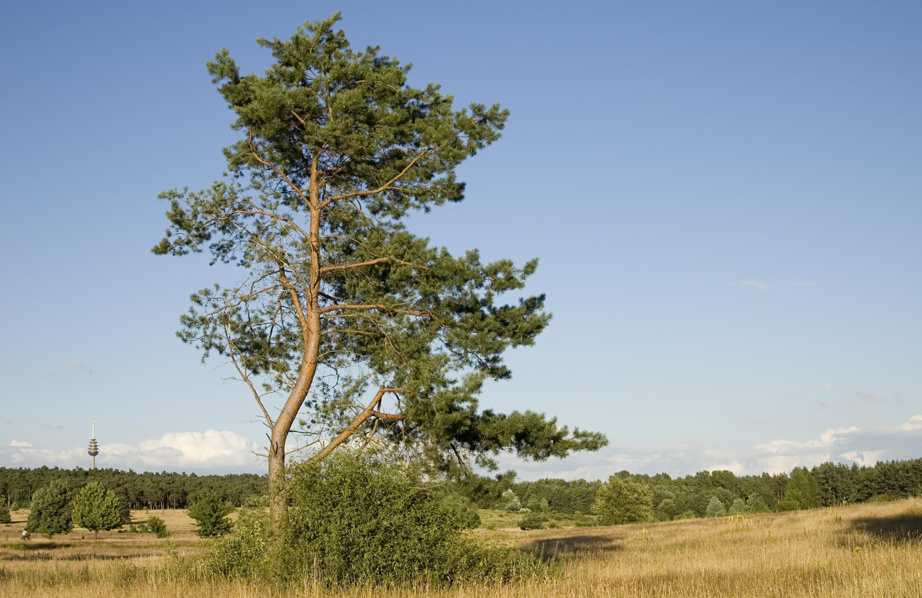 Hainberg 20080707 0054