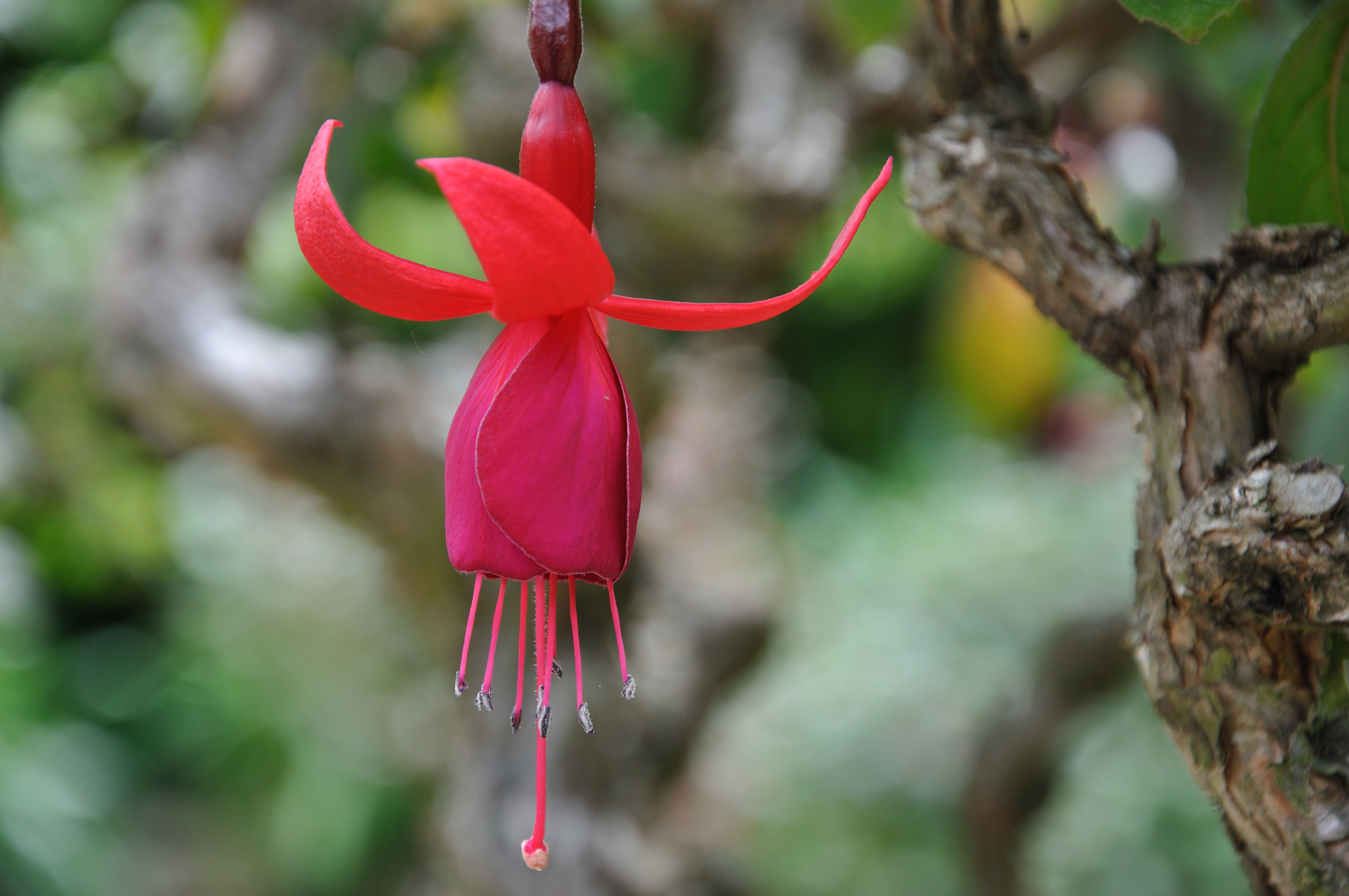 Hanging Fucsia (4695429005)