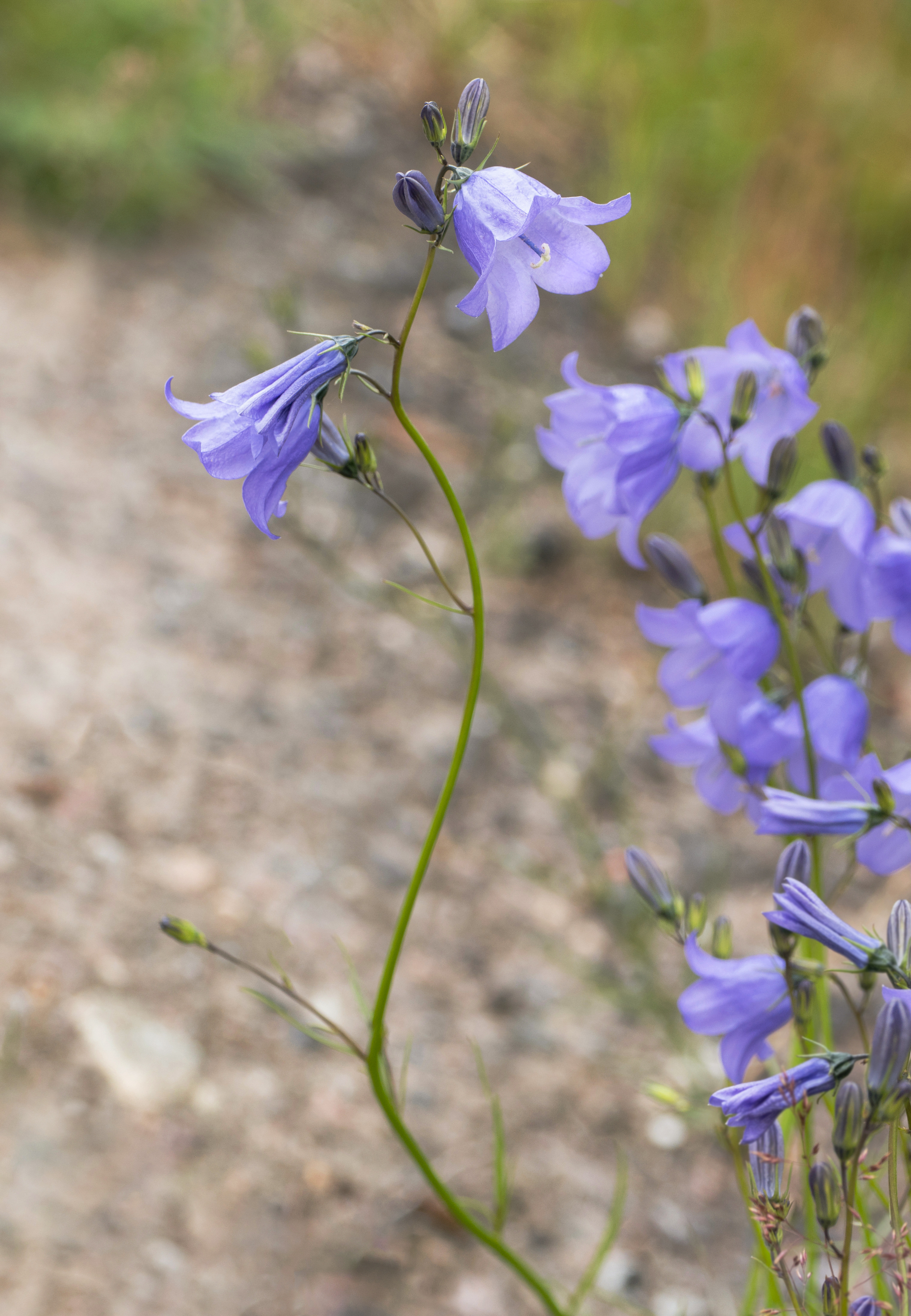 Harebells by a road